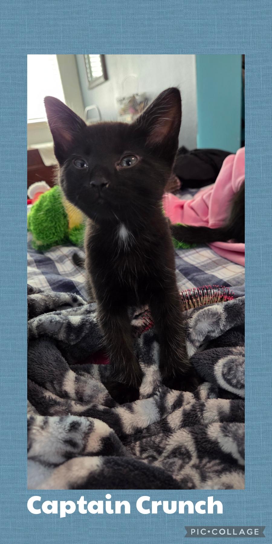 Captain Crunch, Adoptable, Kitten Male Domestic Short Hair.
