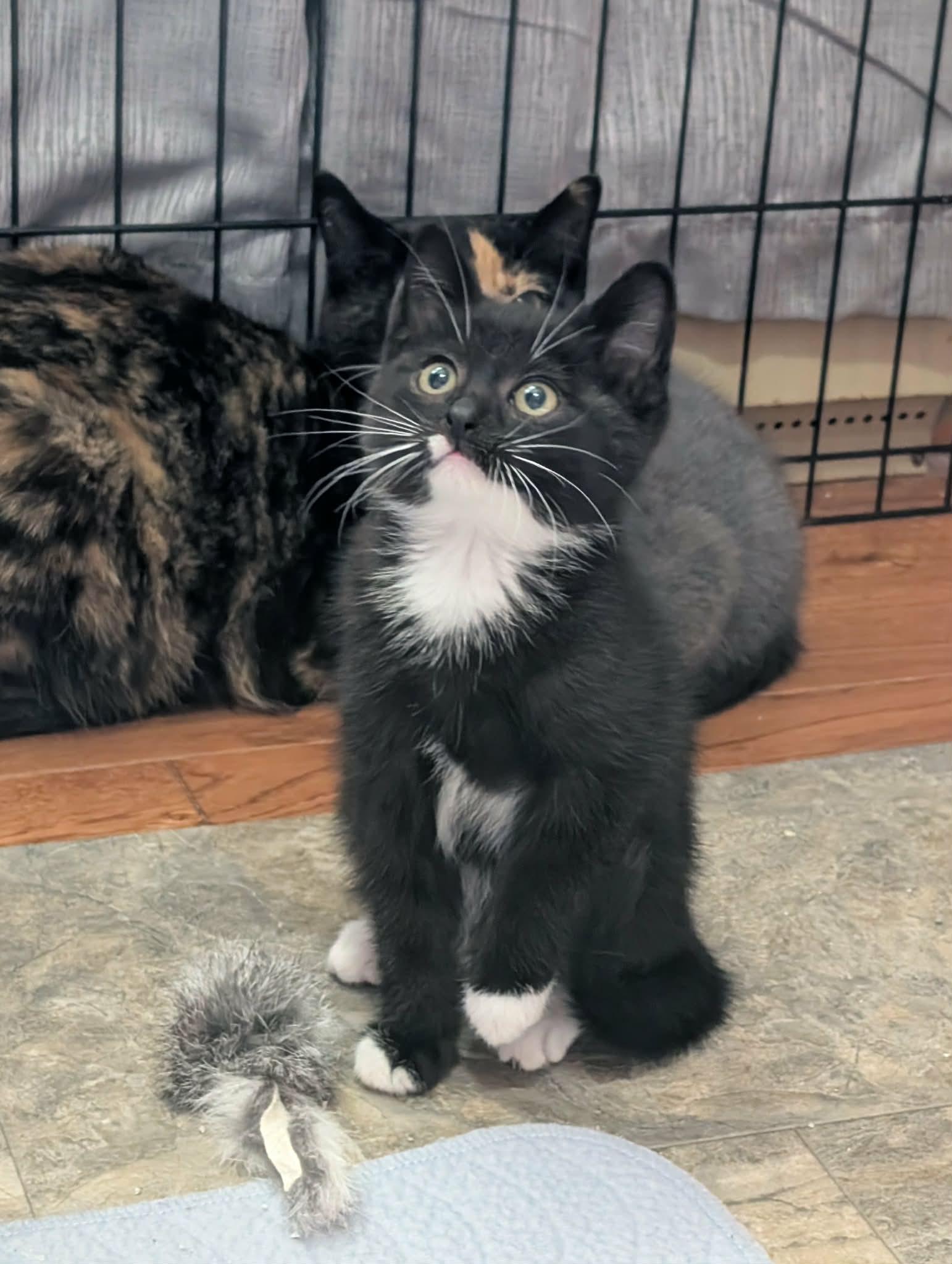 Enlarge Monkey, an adopted Domestic Short Hair in Winnipeg, MB image 3/3