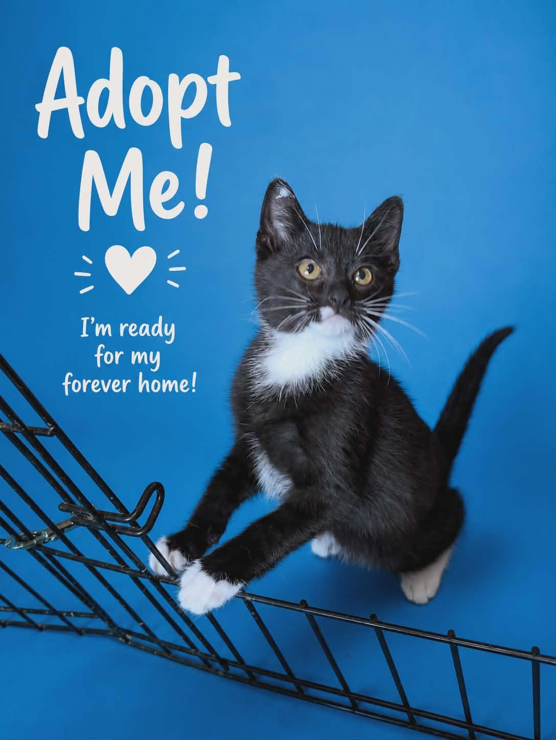 Monkey, adopted, Kitten Male Domestic Short Hair.