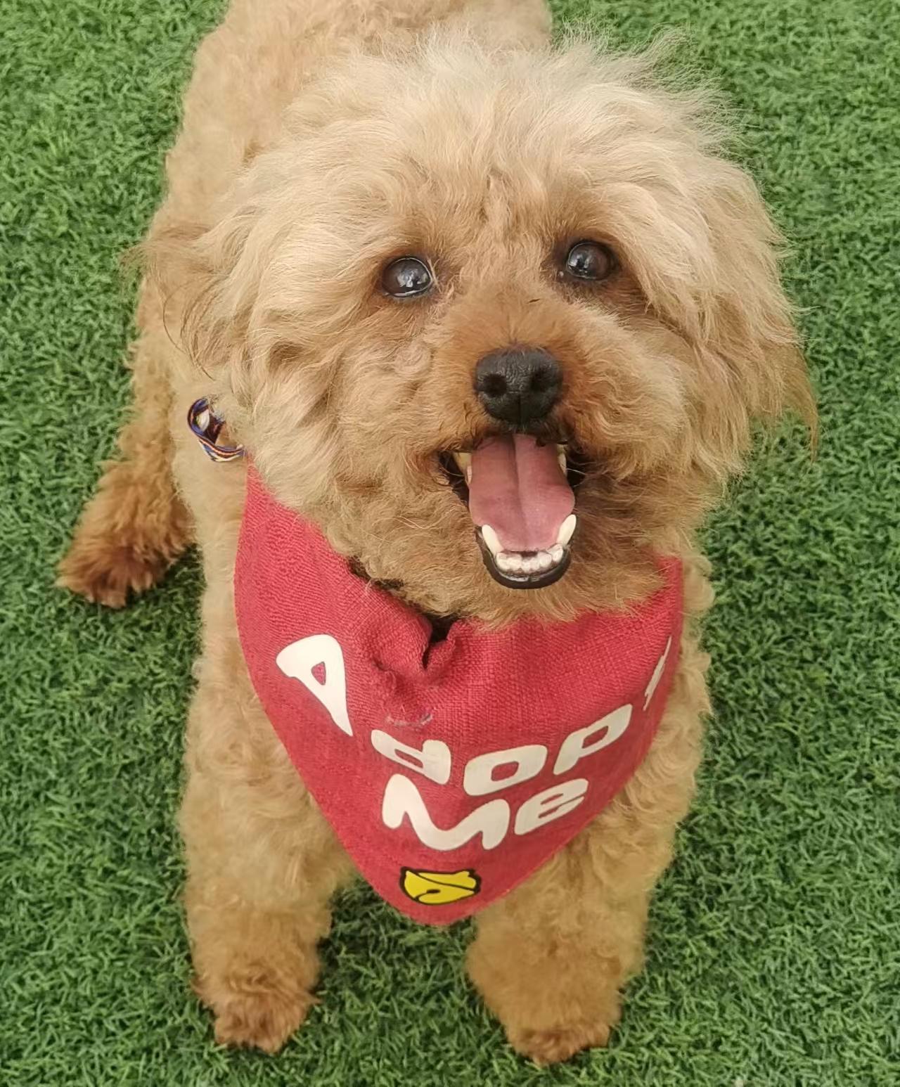 Enlarge Milo, an adopted Miniature Poodle in North York, ON image 3/4