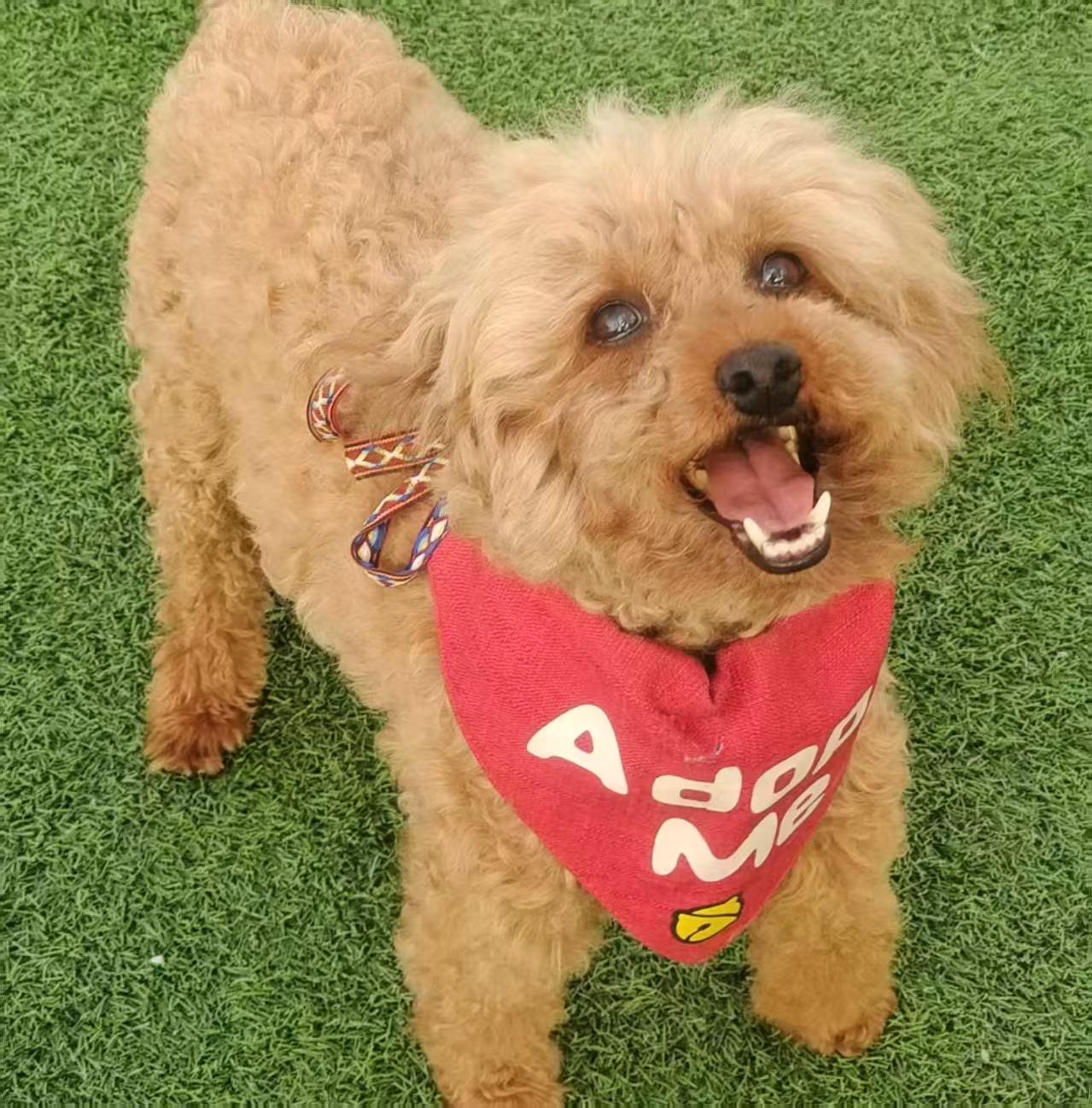 Enlarge Milo, an adopted Miniature Poodle in North York, ON image 2/4