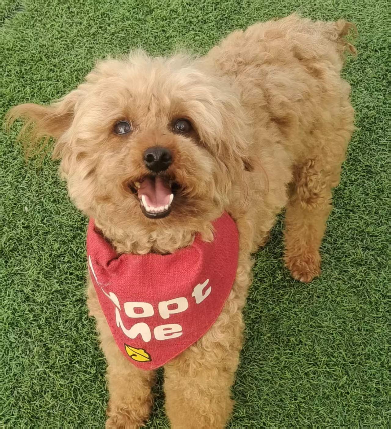 Enlarge Milo, an adopted Miniature Poodle in North York, ON image 1/4