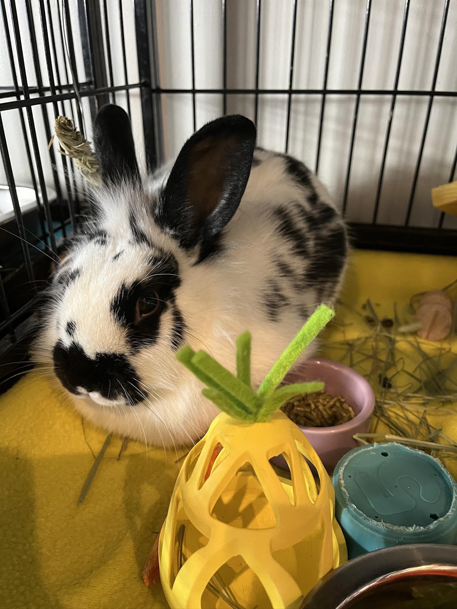 Enlarge Pearl, an adoptable Lionhead in Philadelphia, PA image 1/1