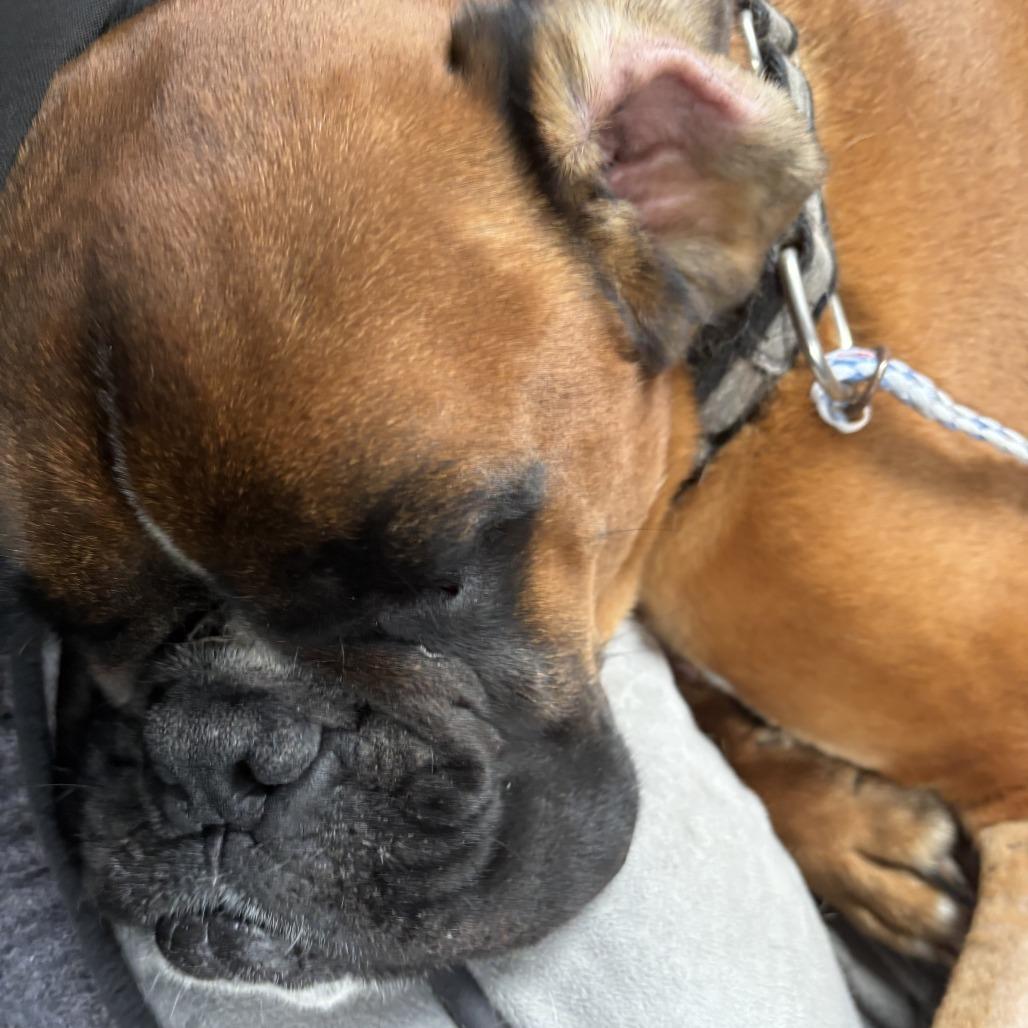 Baloo Boxer Dog
