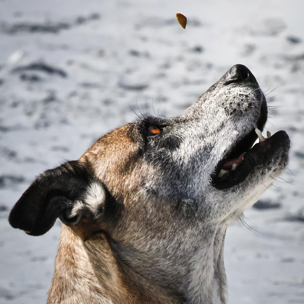 Searia, Adoptable, Senior Female Mixed Breed.