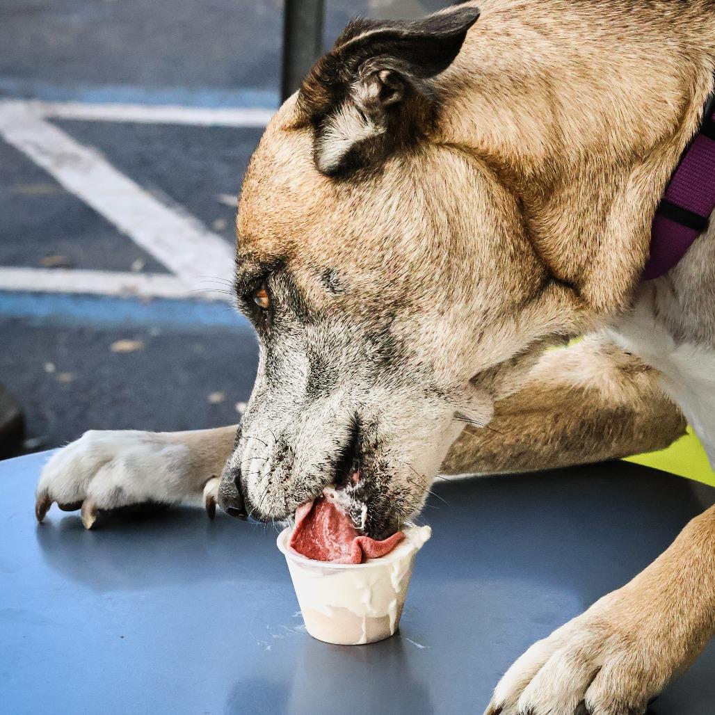 Enlarge Searia, a Adoptable Mixed Breed in Jacksonville, FL image 2/6
