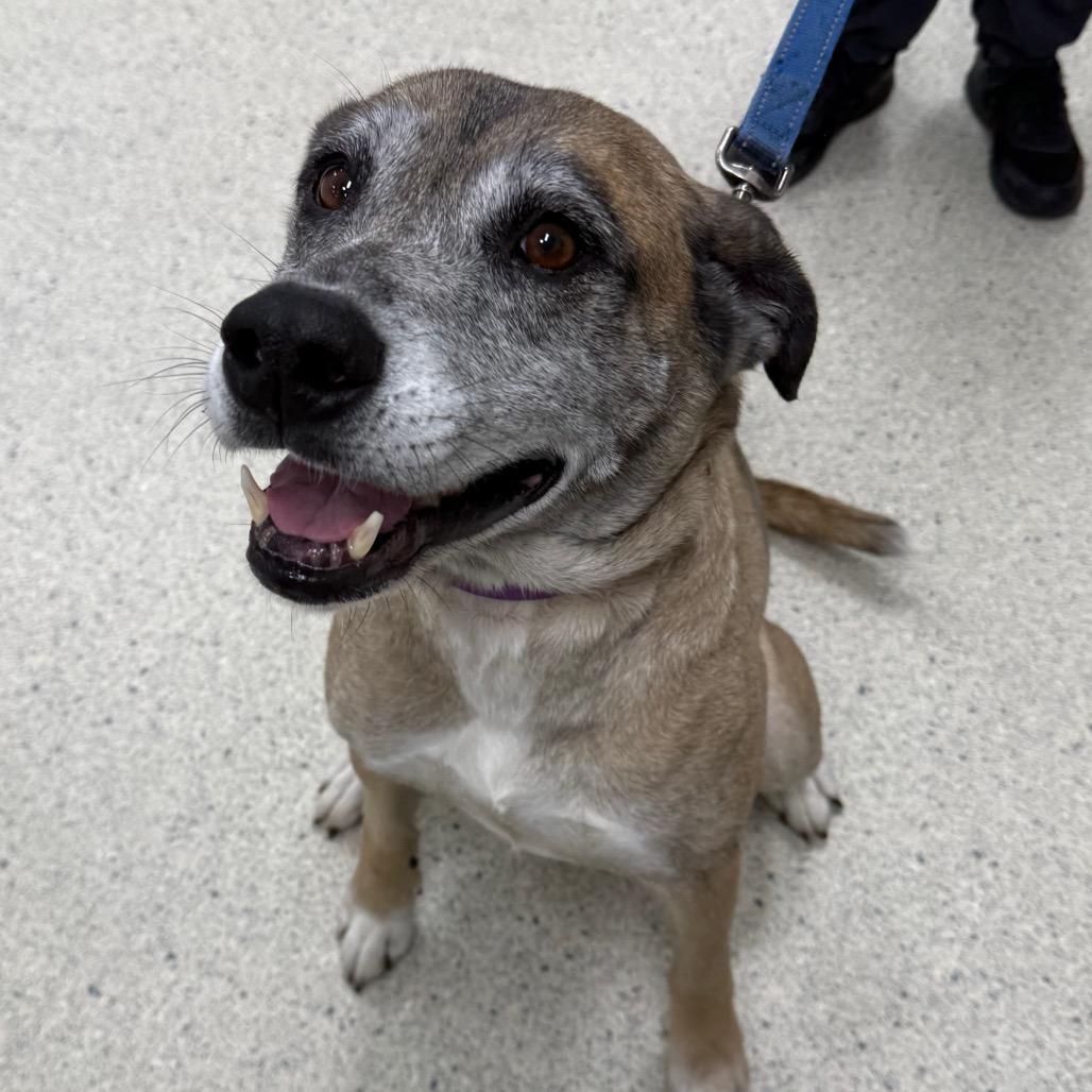 Enlarge Searia, a Adoptable Mixed Breed in Jacksonville, FL image 2/6