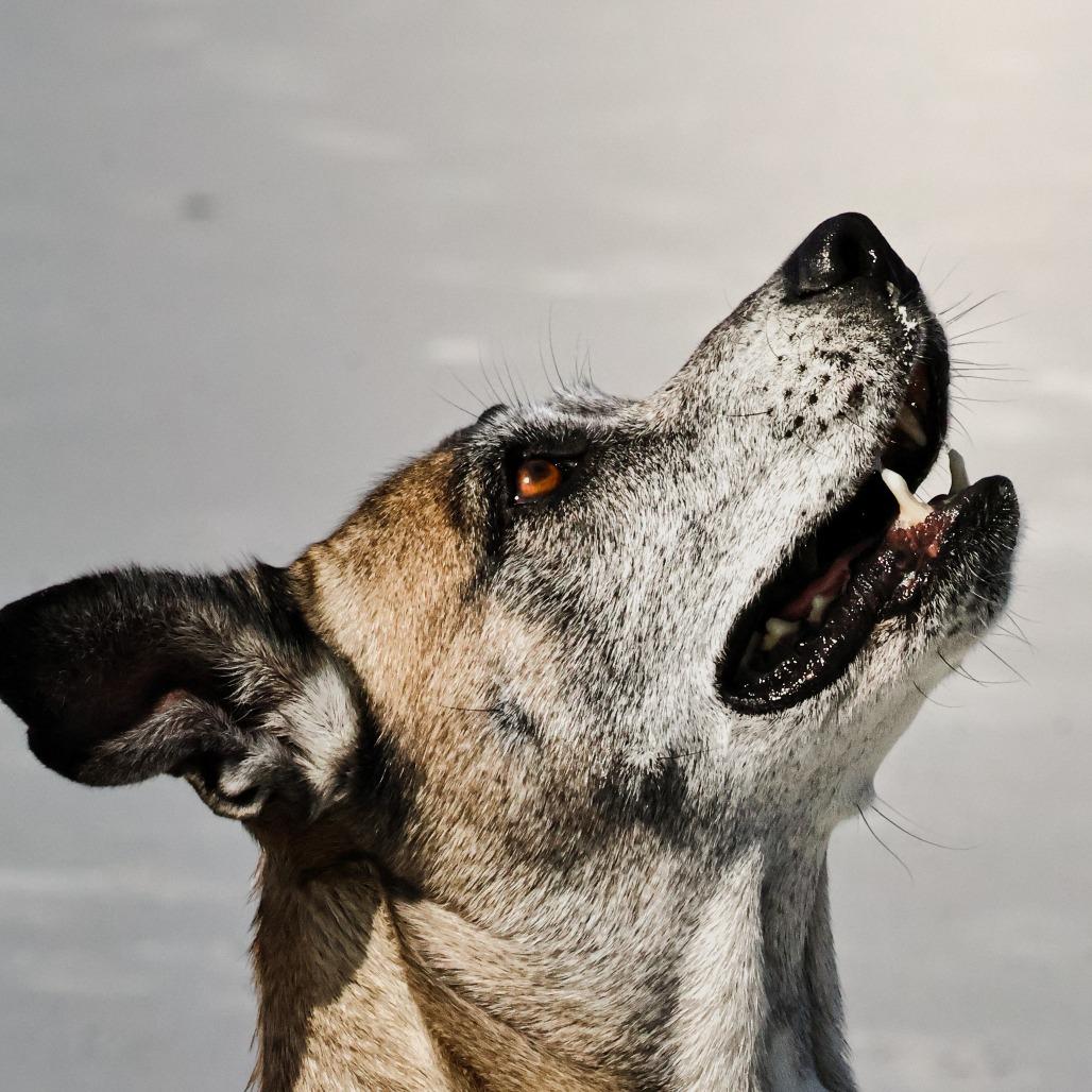 Enlarge Searia, a Adoptable Mixed Breed in Jacksonville, FL image 3/6
