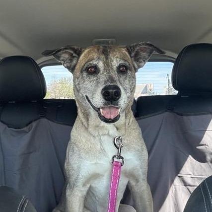 Enlarge Searia, a Adoptable Mixed Breed in Jacksonville, FL image 4/6