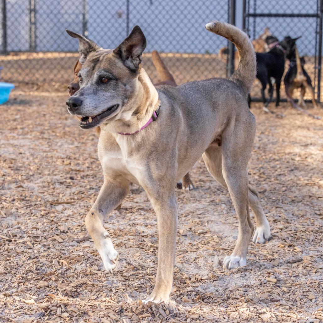 Enlarge Searia, a Adoptable Mixed Breed in Jacksonville, FL image 5/6