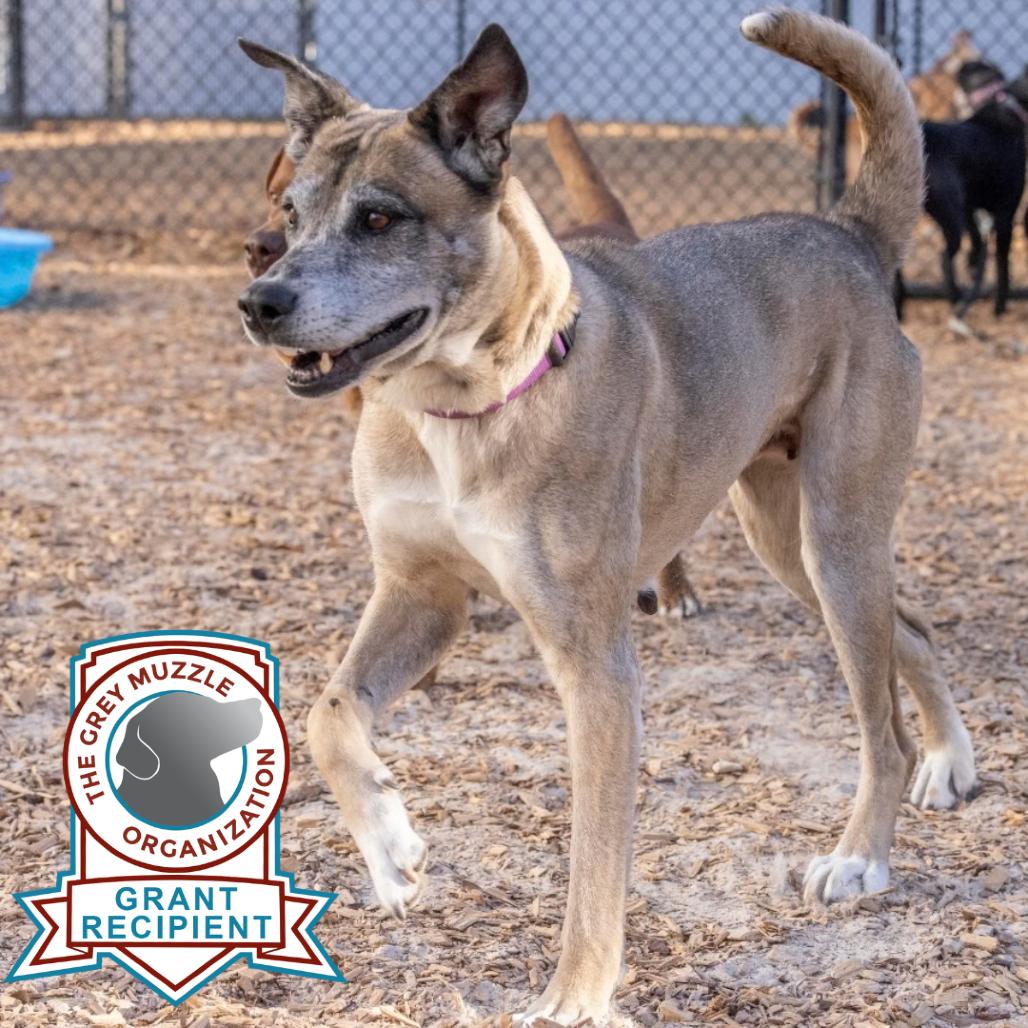 Enlarge Searia, a Adoptable Mixed Breed in Jacksonville, FL image 6/6