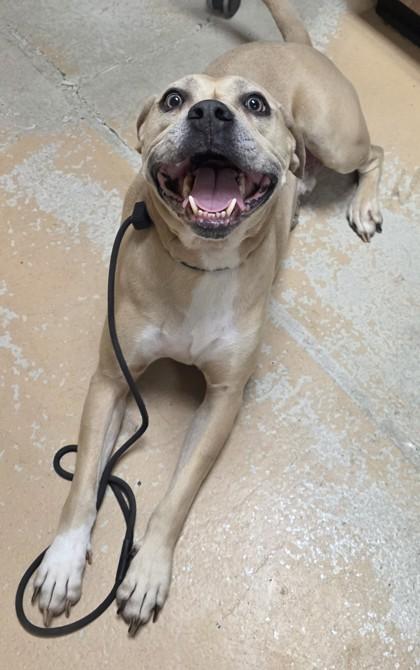 Enlarge Duke, a Adoptable mixed breed in Phoenix, AZ image 2/2
