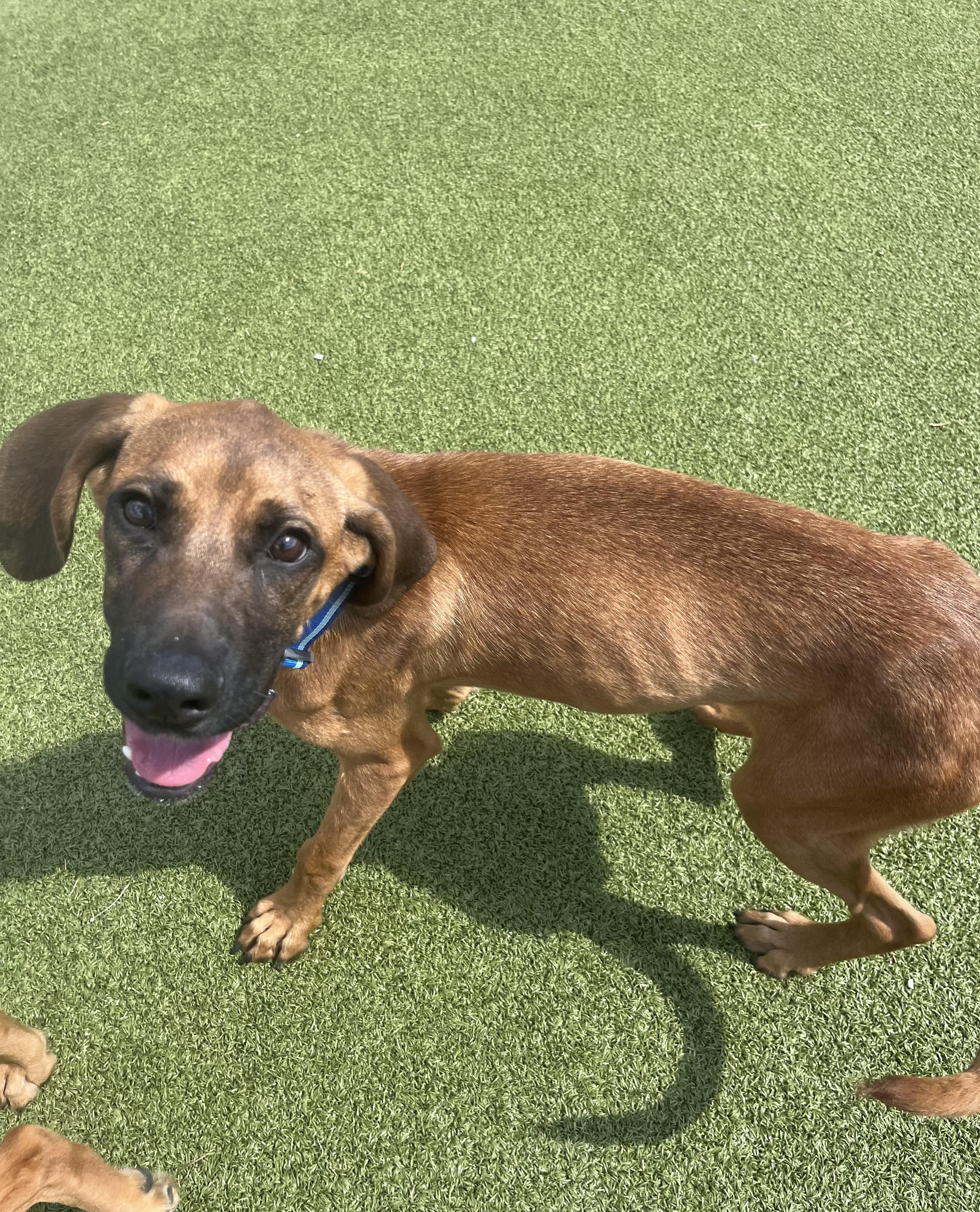 Enlarge Trigger, an adopted mixed breed in Hays, KS image 2/5