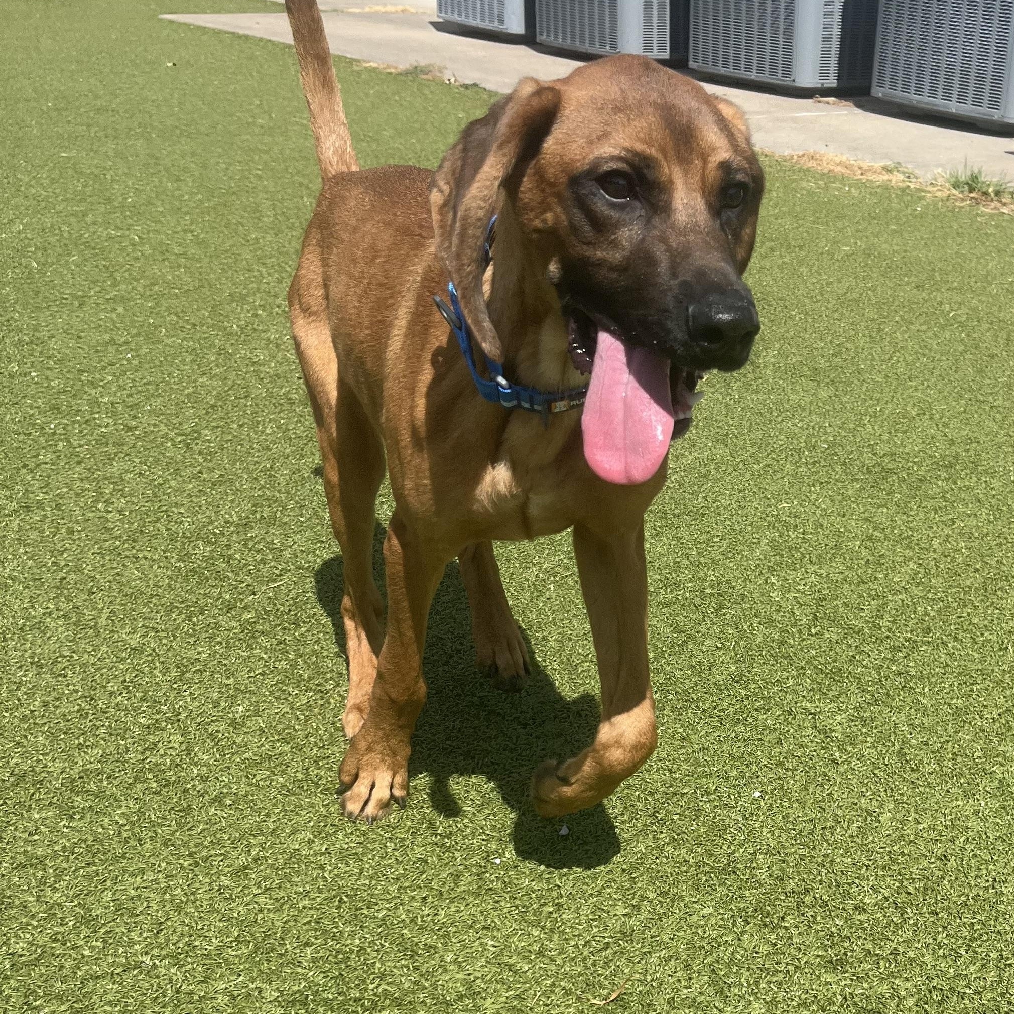 Enlarge Trigger, an adopted mixed breed in Hays, KS image 3/5