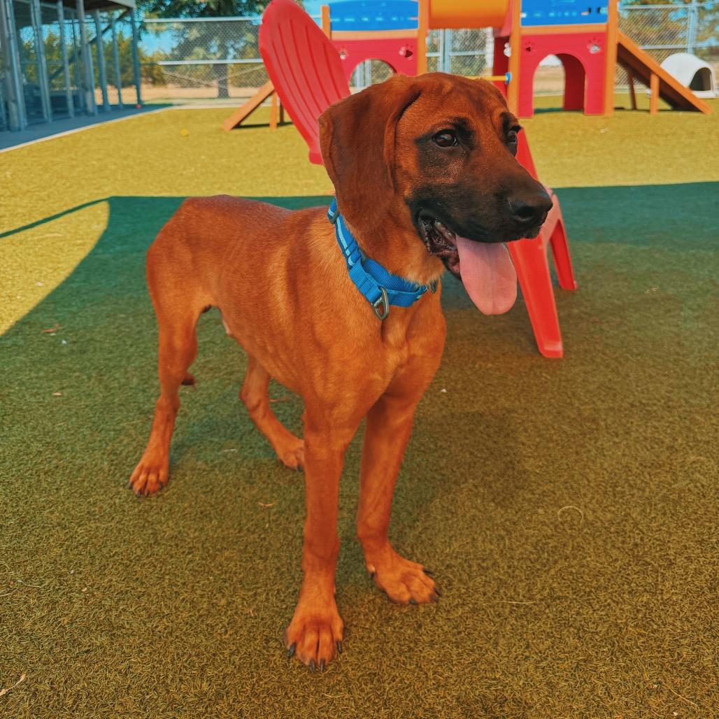 Trigger, adopted, Young Male Redbone Coonhound.