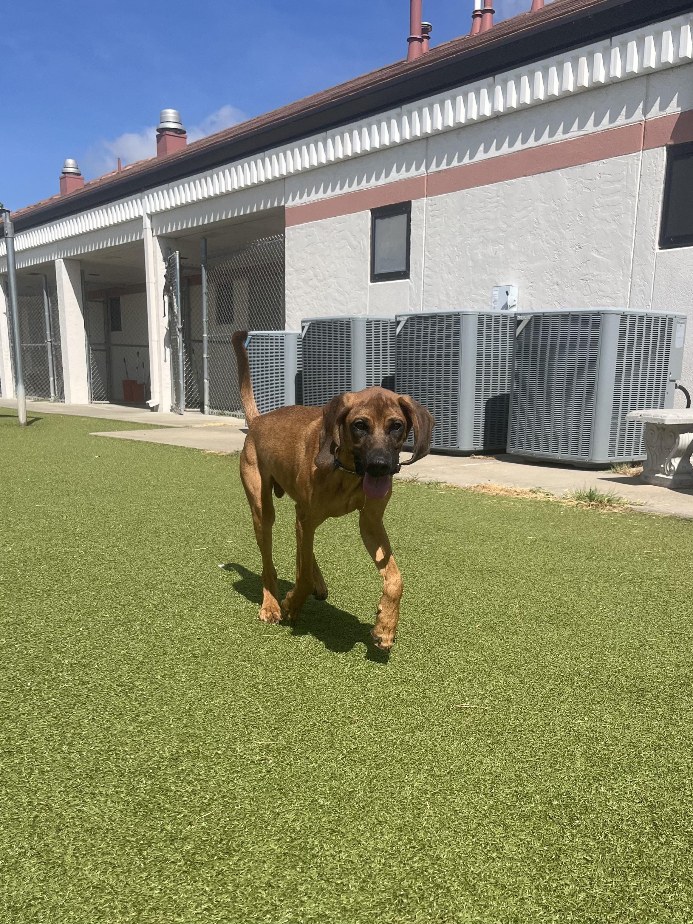 Enlarge Trigger, an adopted mixed breed in Hays, KS image 5/5