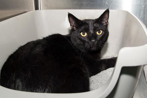 BOY *ANGUS*, Adoptable, Young Male Domestic Short Hair.