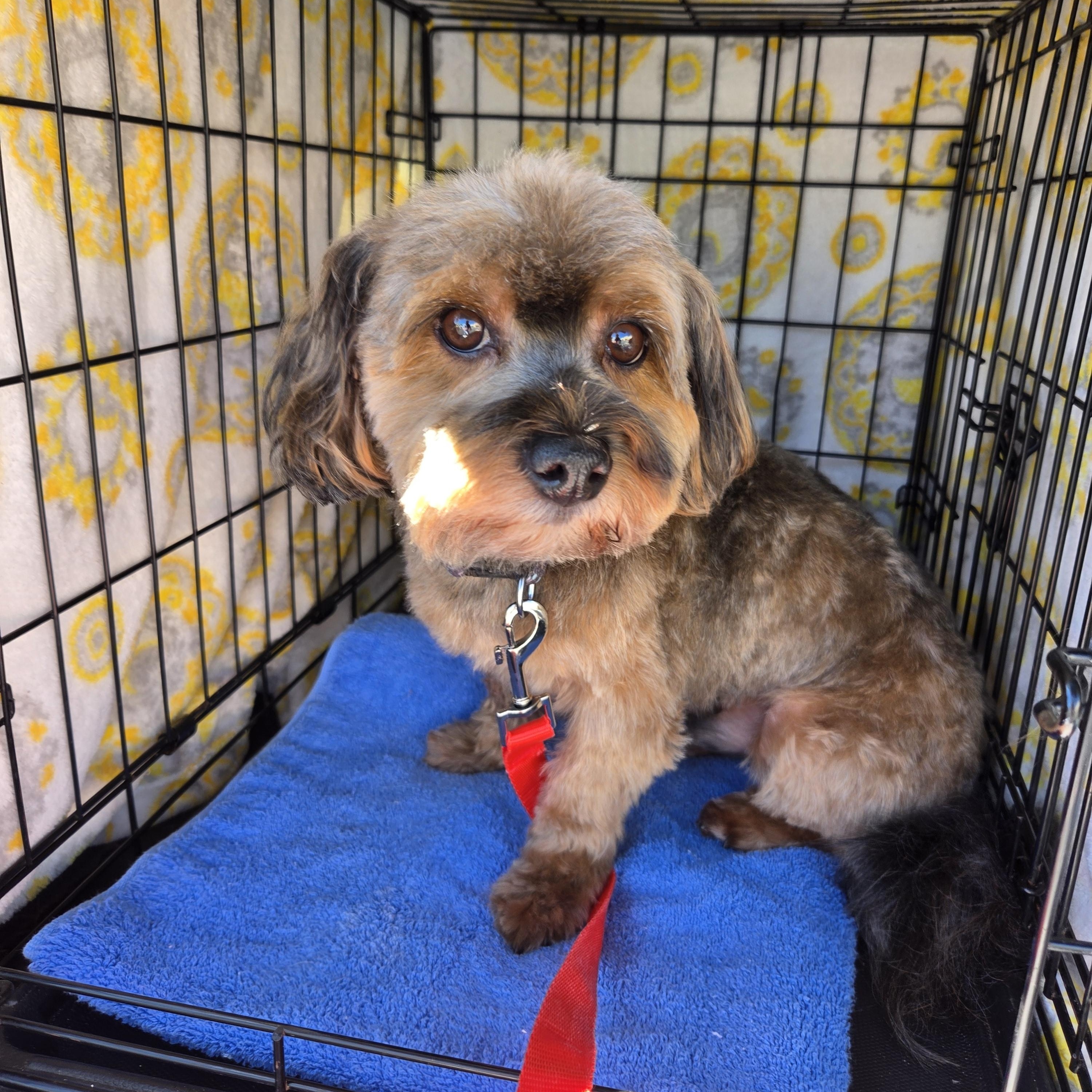 SANTOS, Adopted, Adult Male Havanese.