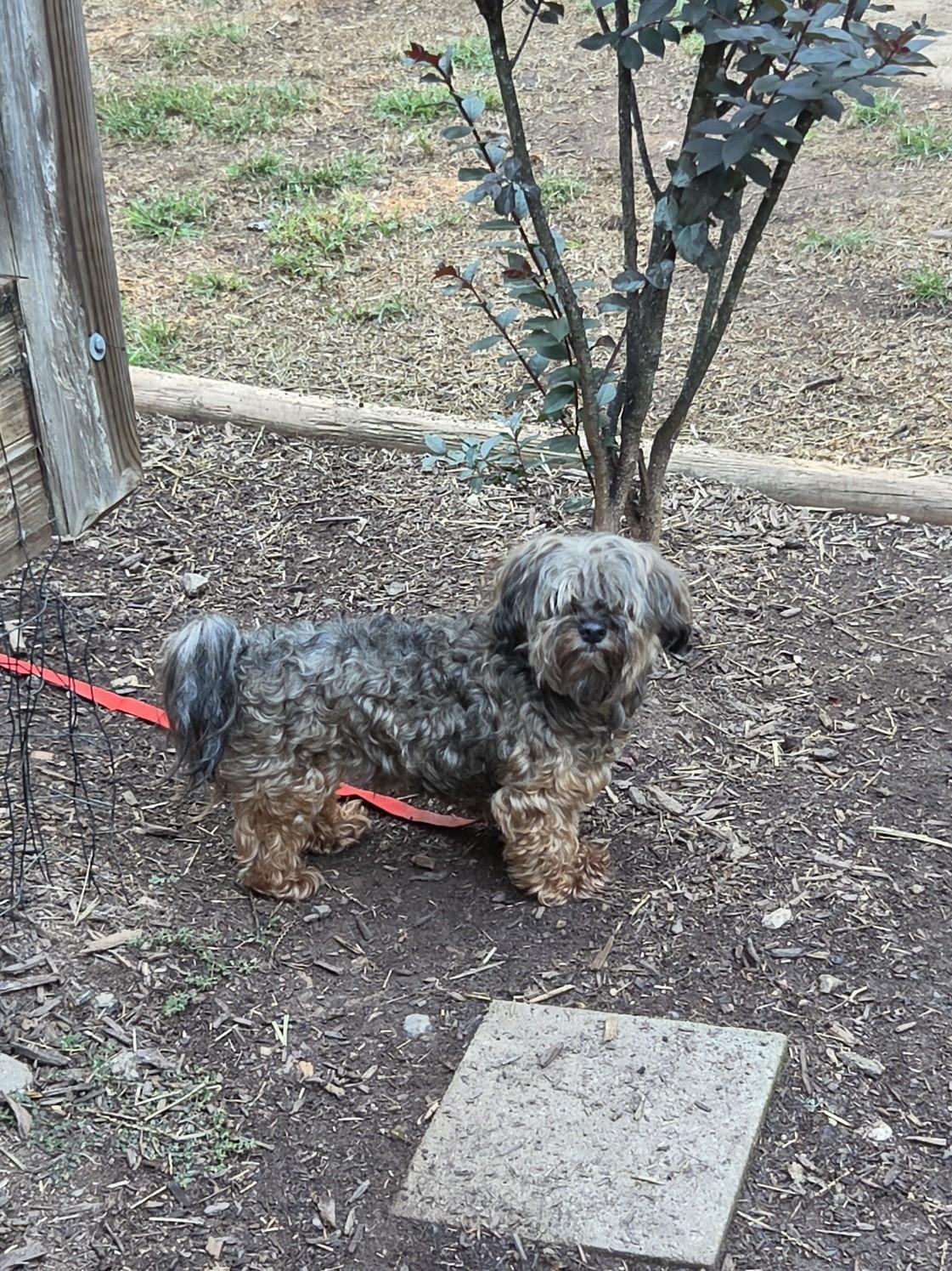 Enlarge SANTOS, a Adopted Havanese in Troutman, NC image 5/5