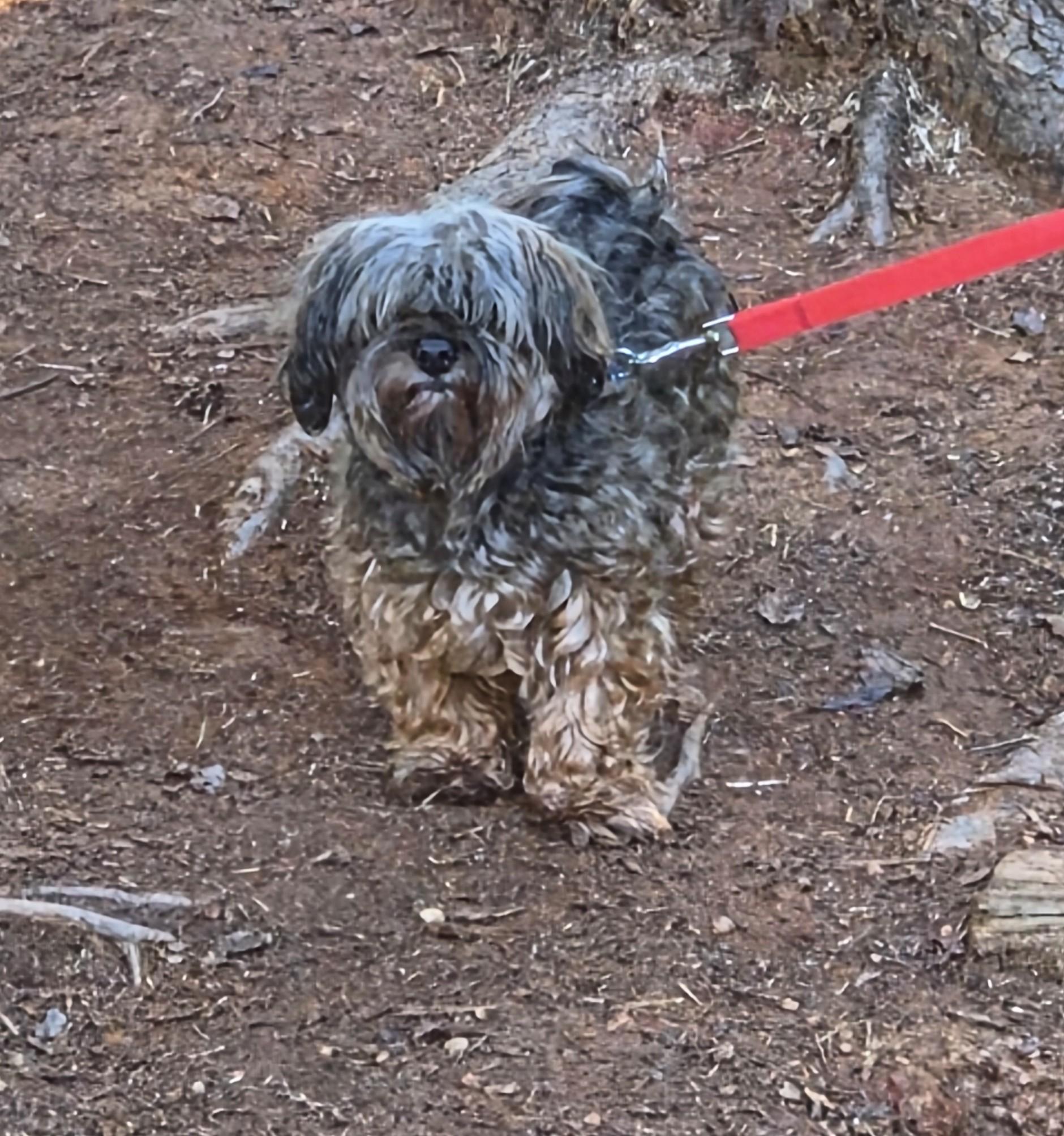 Enlarge SANTOS, a Adopted Havanese in Troutman, NC image 4/5