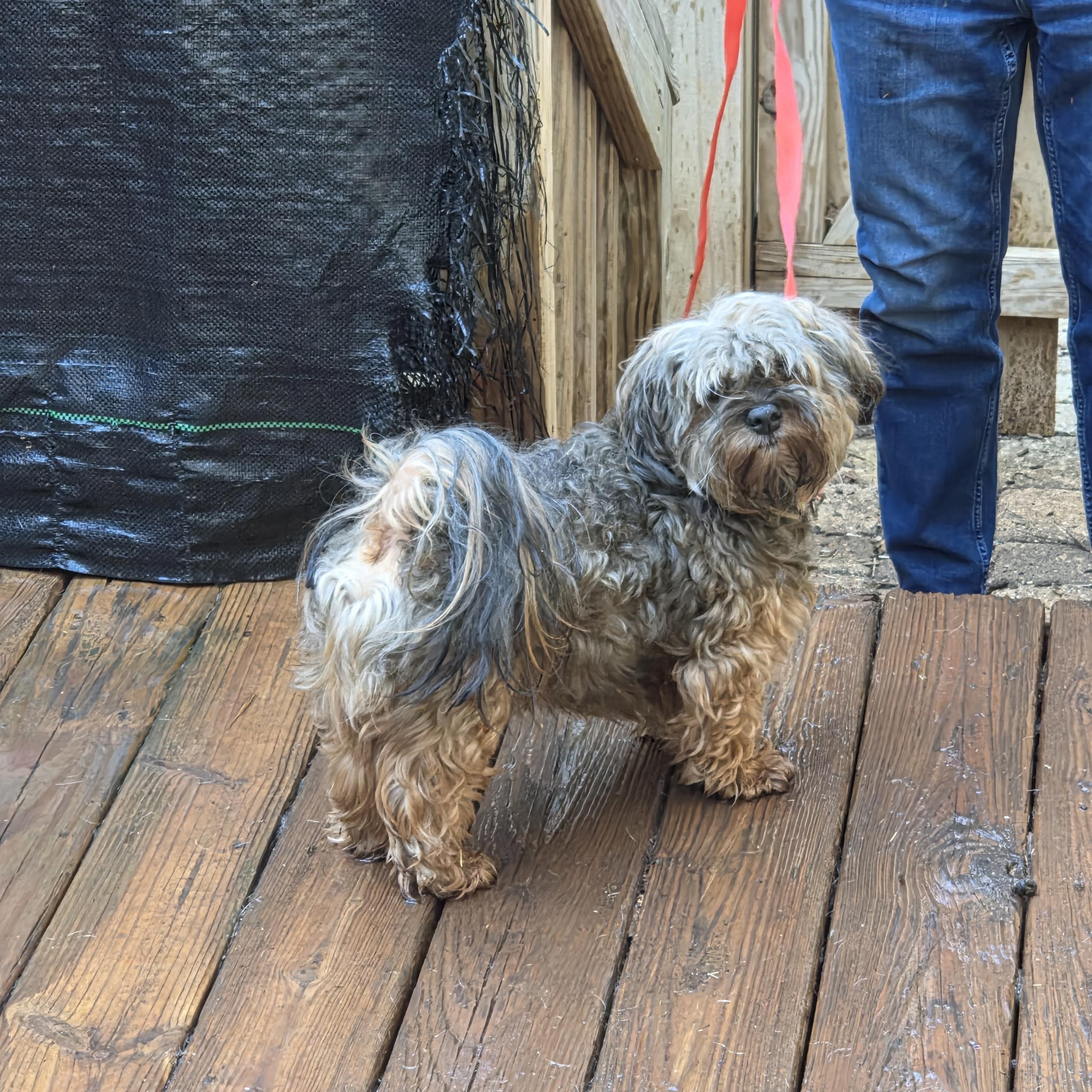 Enlarge SANTOS, a Adopted Havanese in Troutman, NC image 3/5