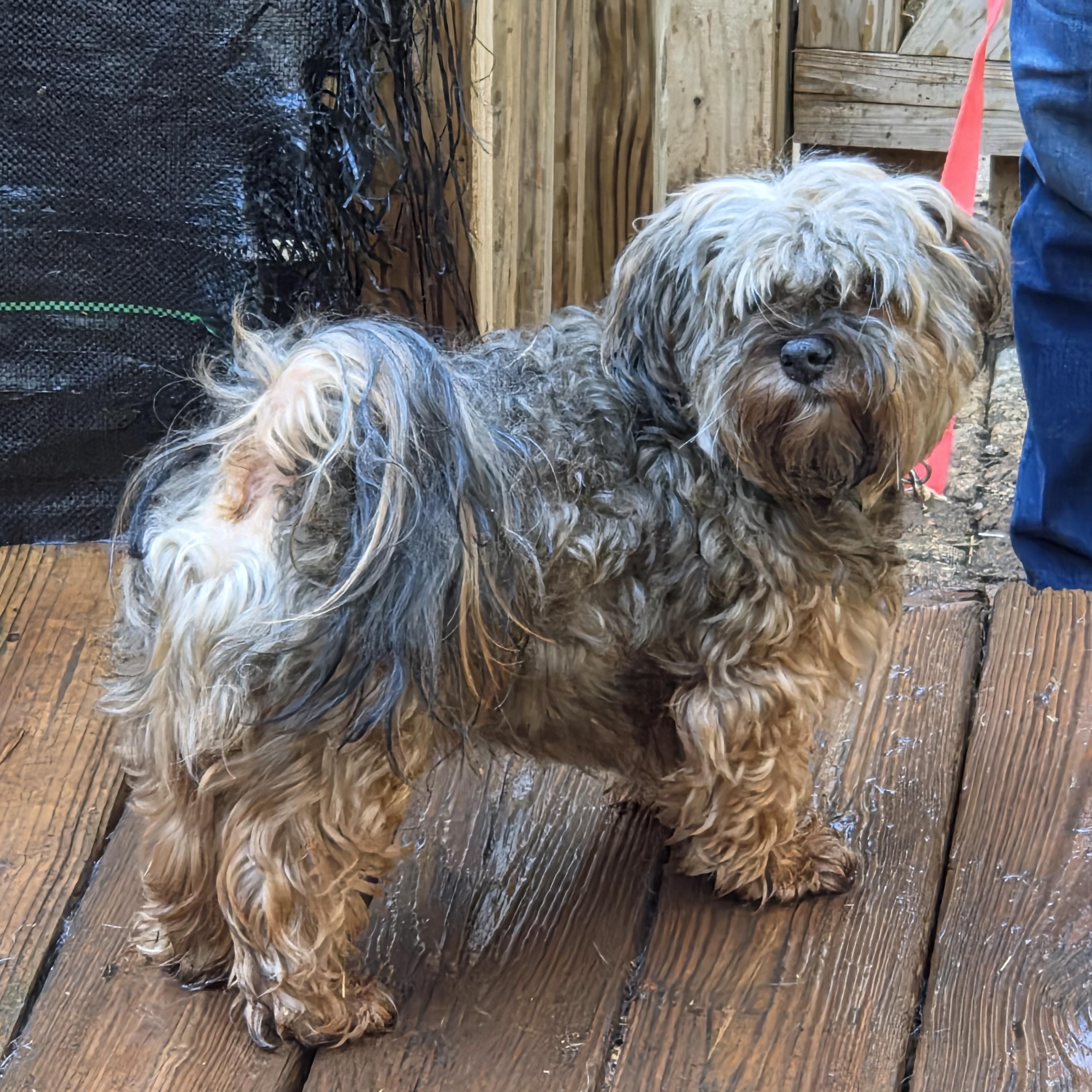 Enlarge SANTOS, a Adopted Havanese in Troutman, NC image 2/5