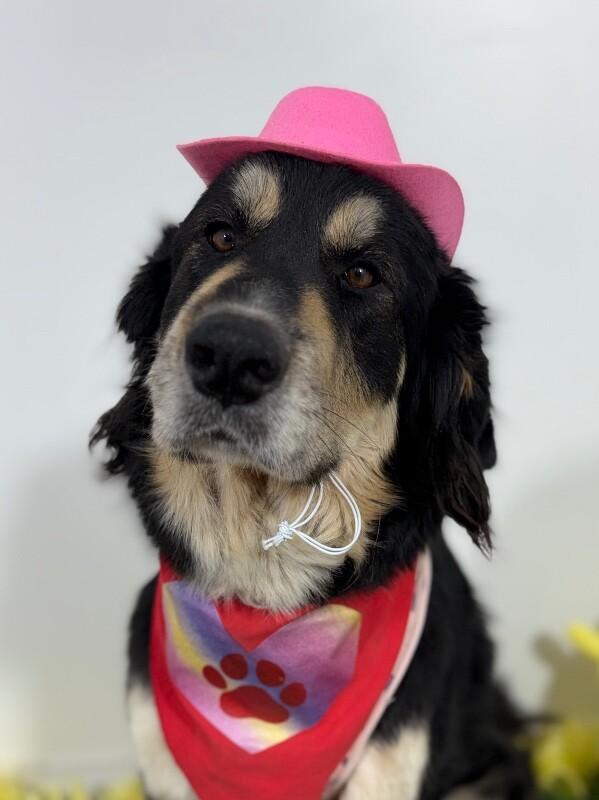 Birdie, adopted, Young Female Bernese Mountain Dog & Hovawart.