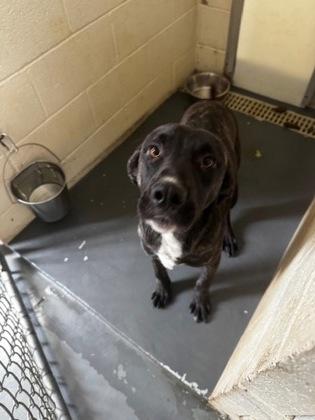 Enlarge Ruger, a Adoptable mixed breed in Clayton, GA image 1/1