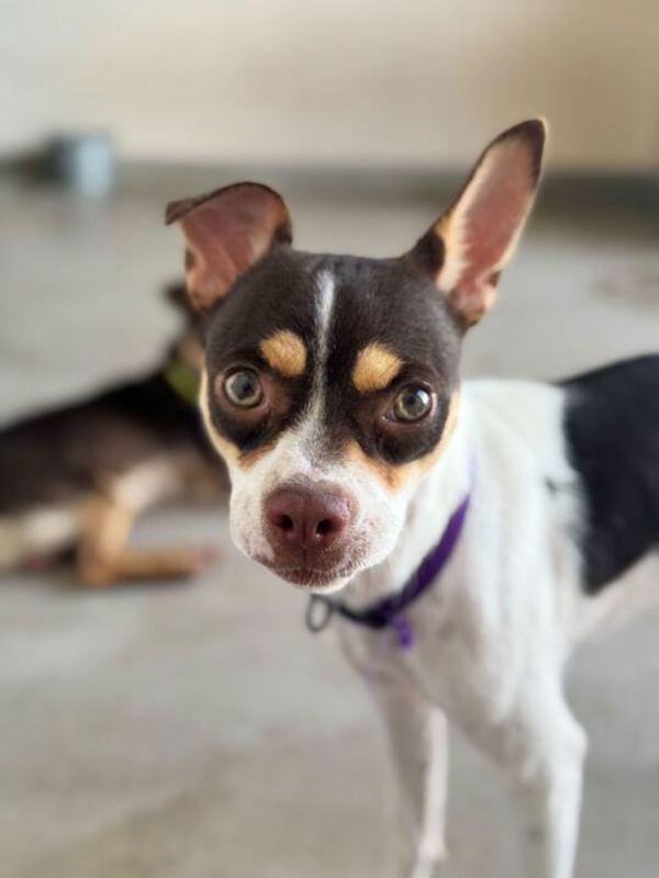 Marky, a Adoptable mixed breed in Midland, TX image 1/3