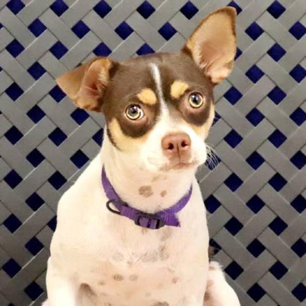 Marky, a Adoptable mixed breed in Midland, TX image 3/3