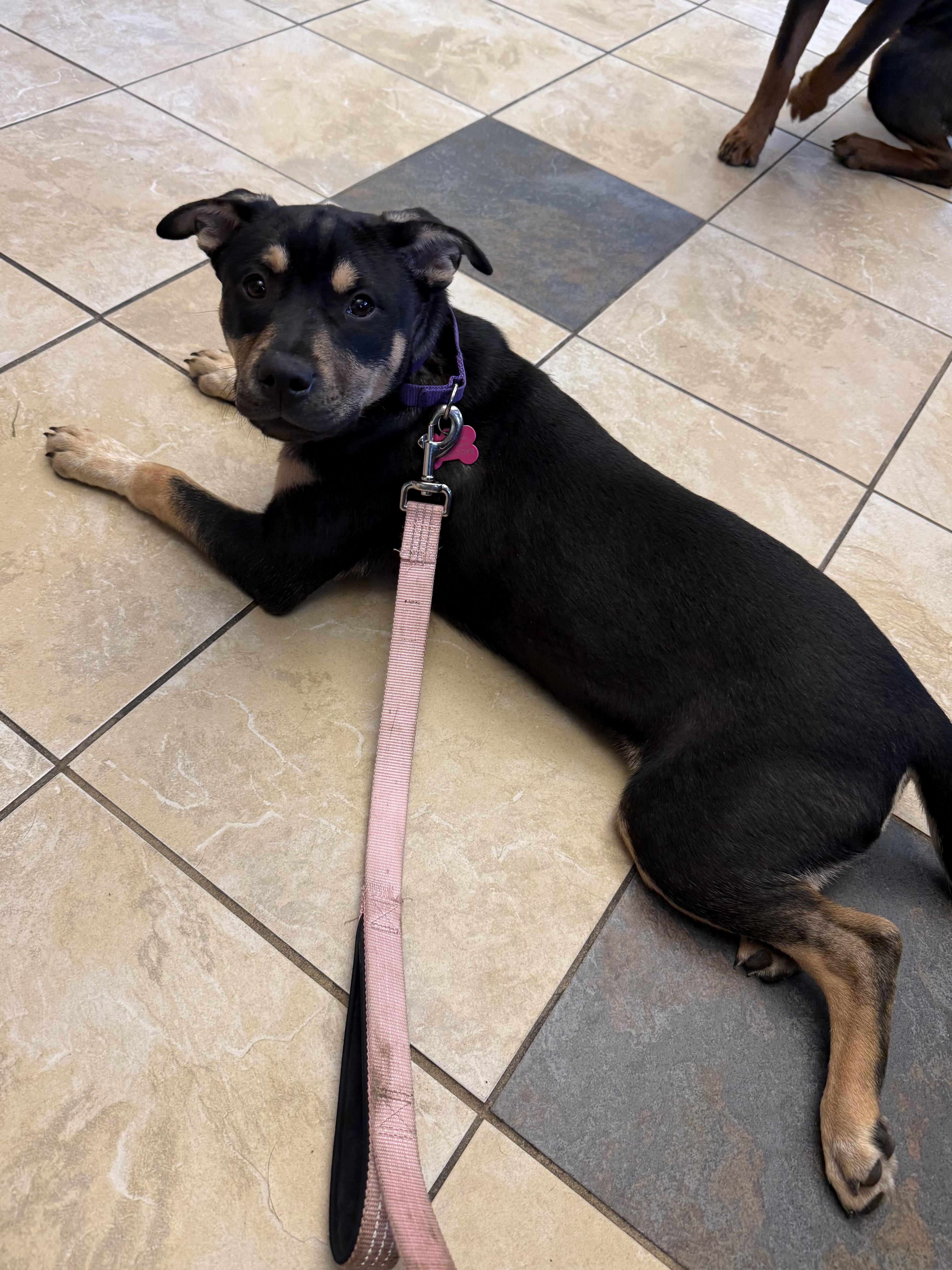 Poppy , an adopted mixed breed in Succasunna, NJ image 3/6