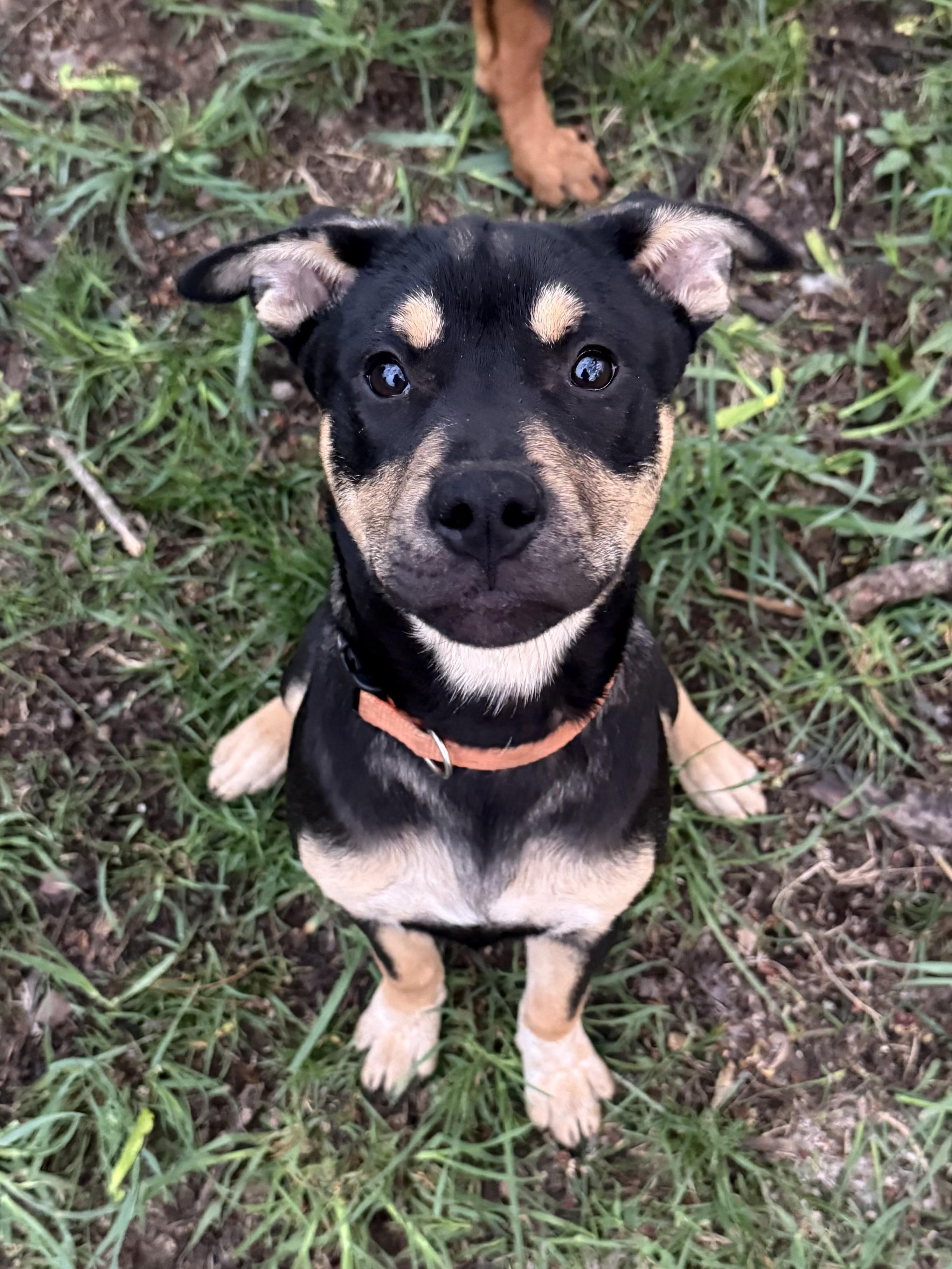 Poppy , an adopted mixed breed in Succasunna, NJ image 4/6