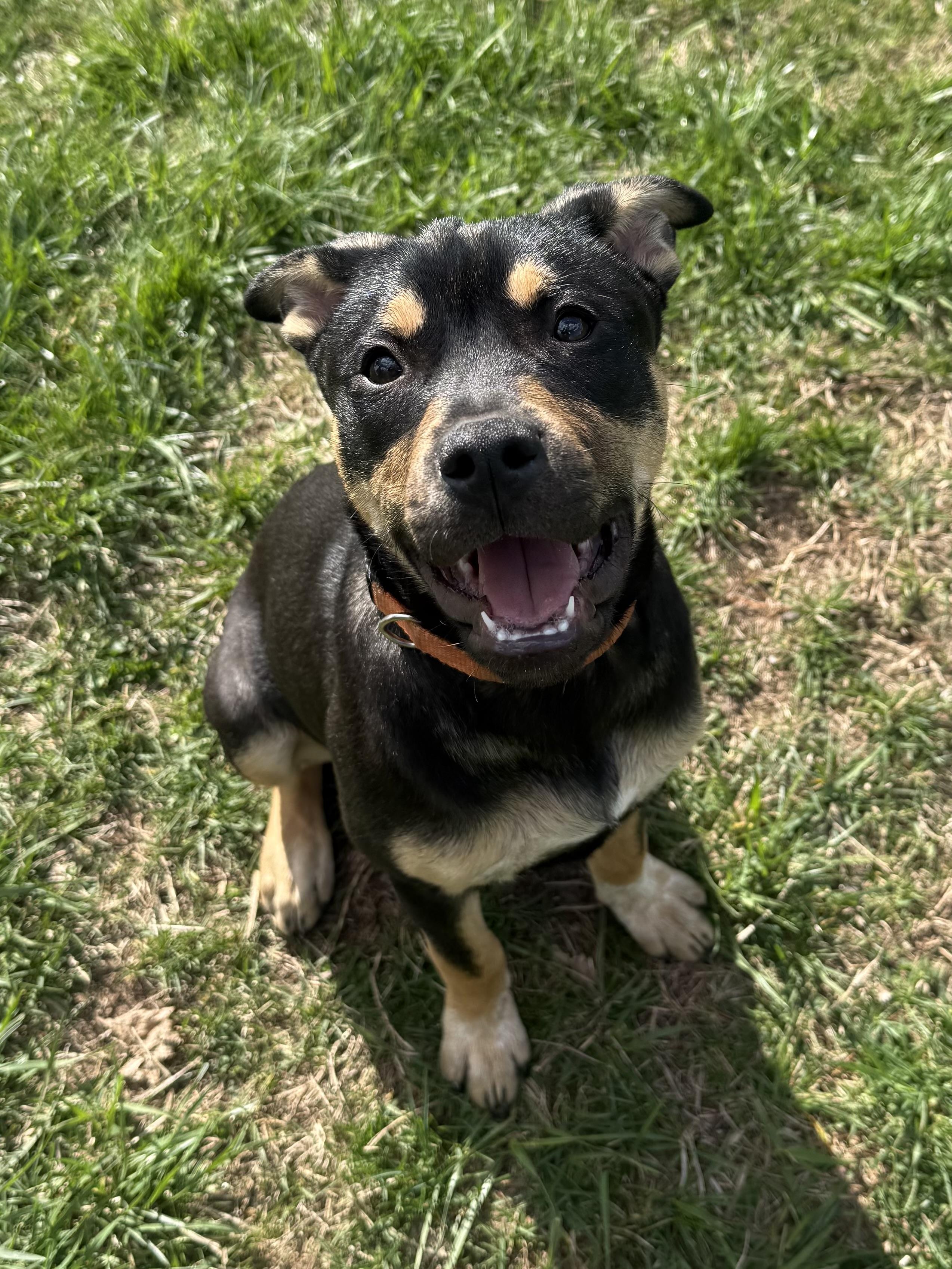 Poppy , an adopted mixed breed in Succasunna, NJ image 5/6