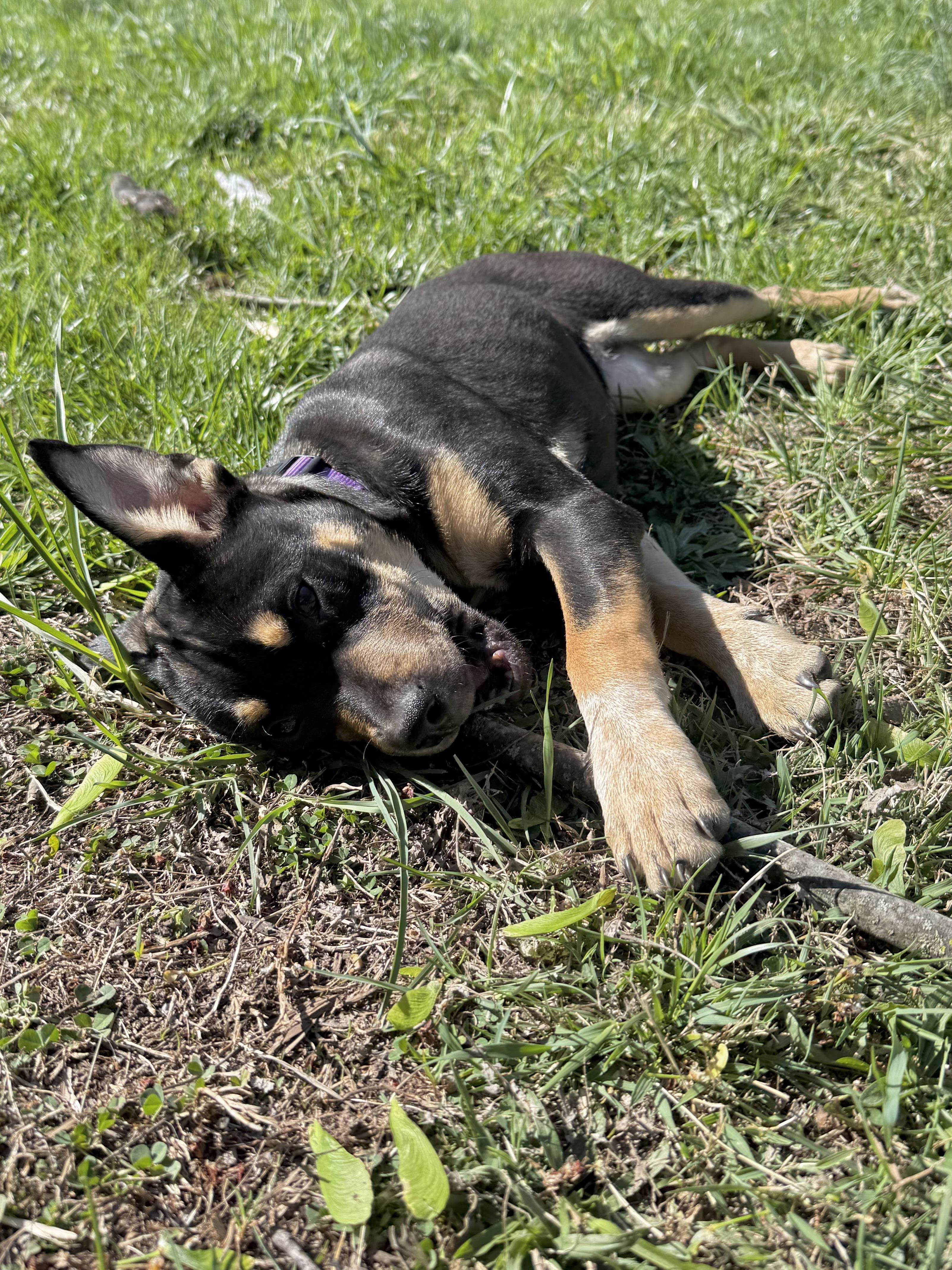 Poppy , adopted, Puppy Female Australian Cattle Dog / Blue Heeler.