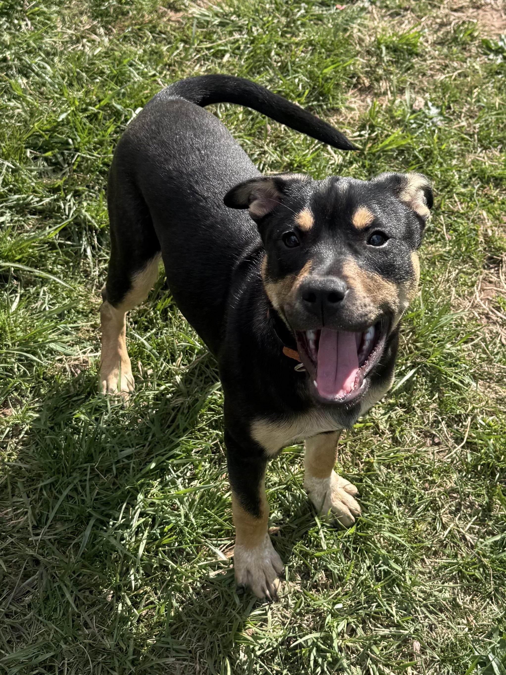 Poppy , an adopted mixed breed in Succasunna, NJ image 6/6