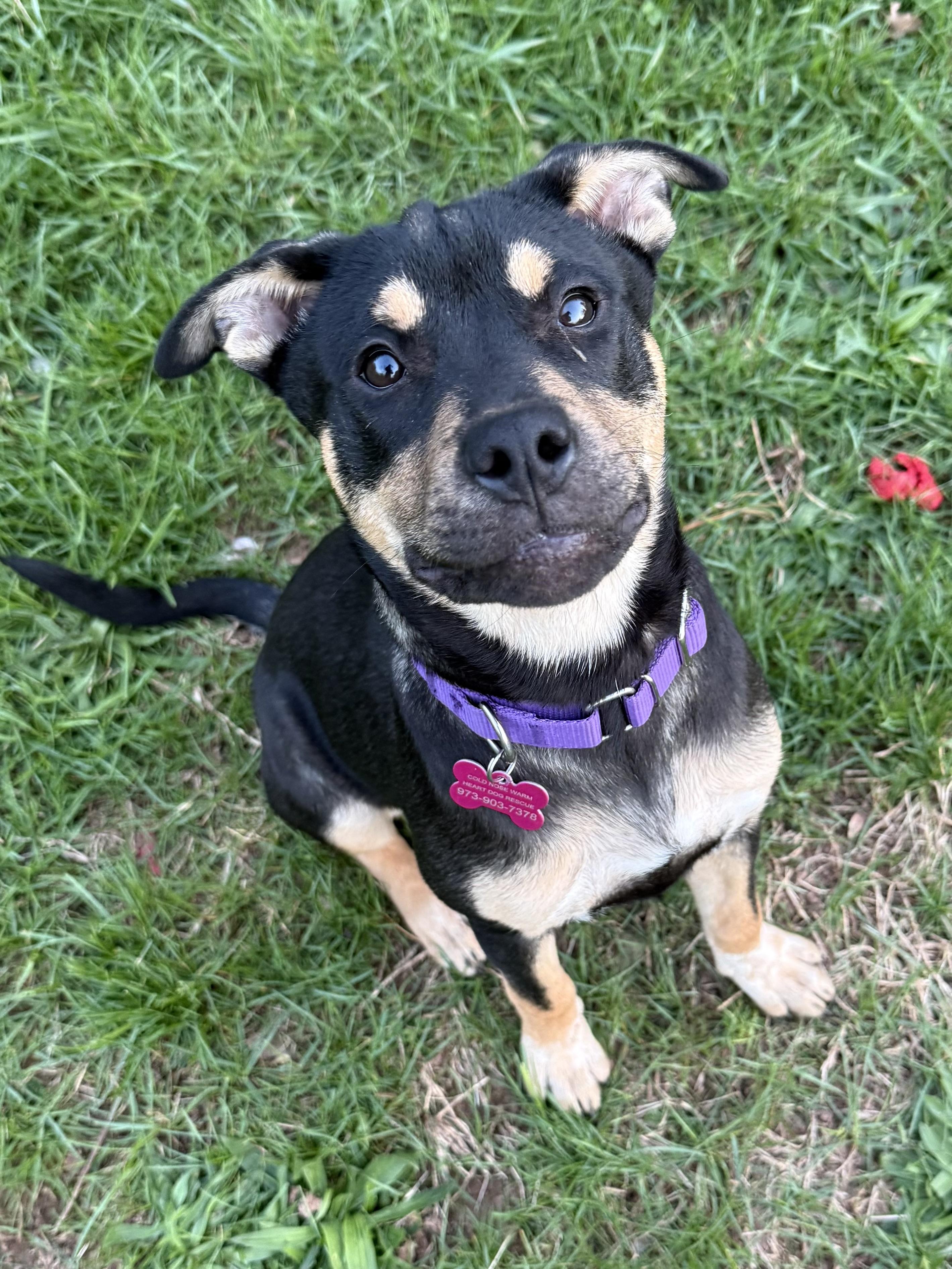 Poppy , an adopted mixed breed in Succasunna, NJ image 2/6