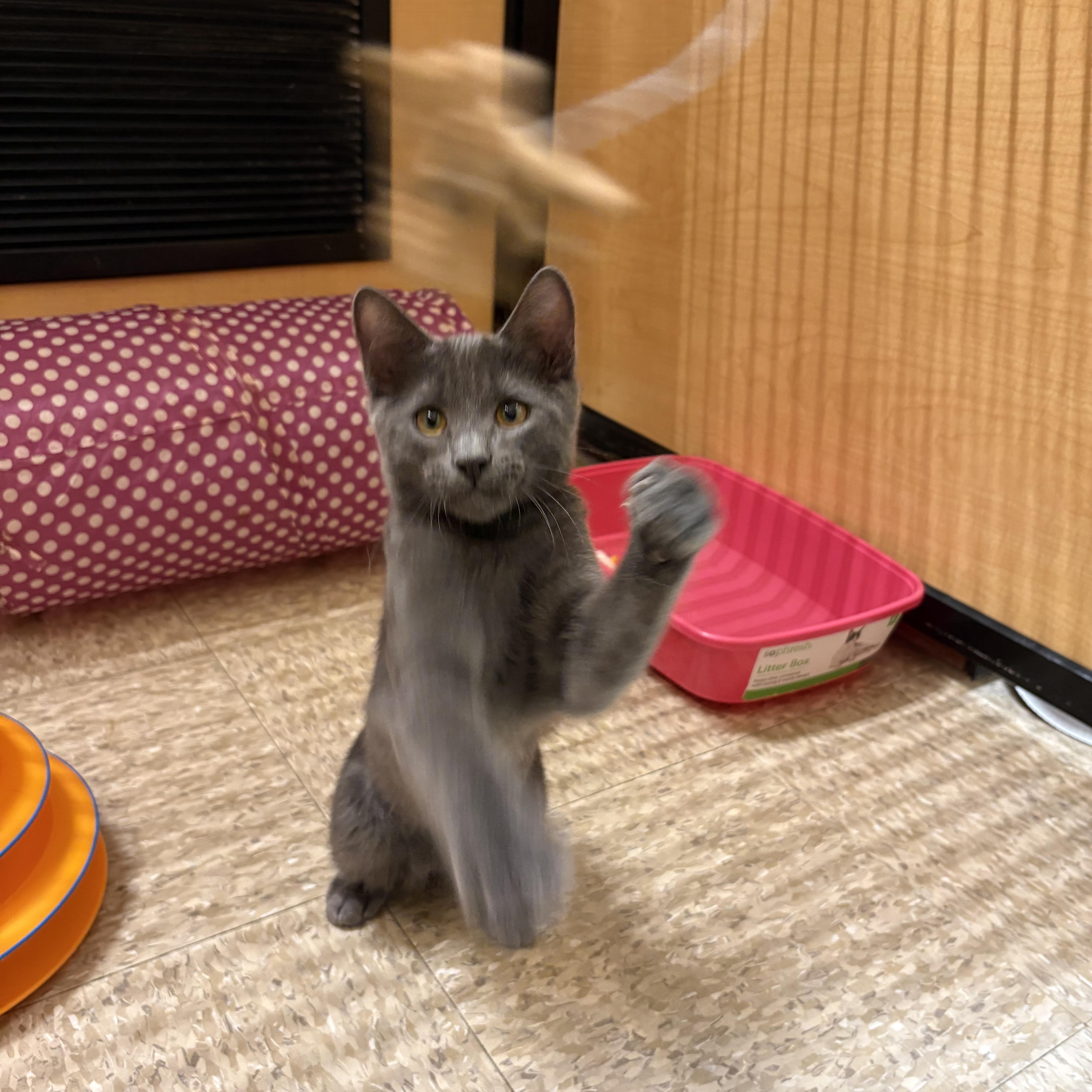 Barley, a Adoptable Domestic Short Hair in Irvine, CA image 2/5