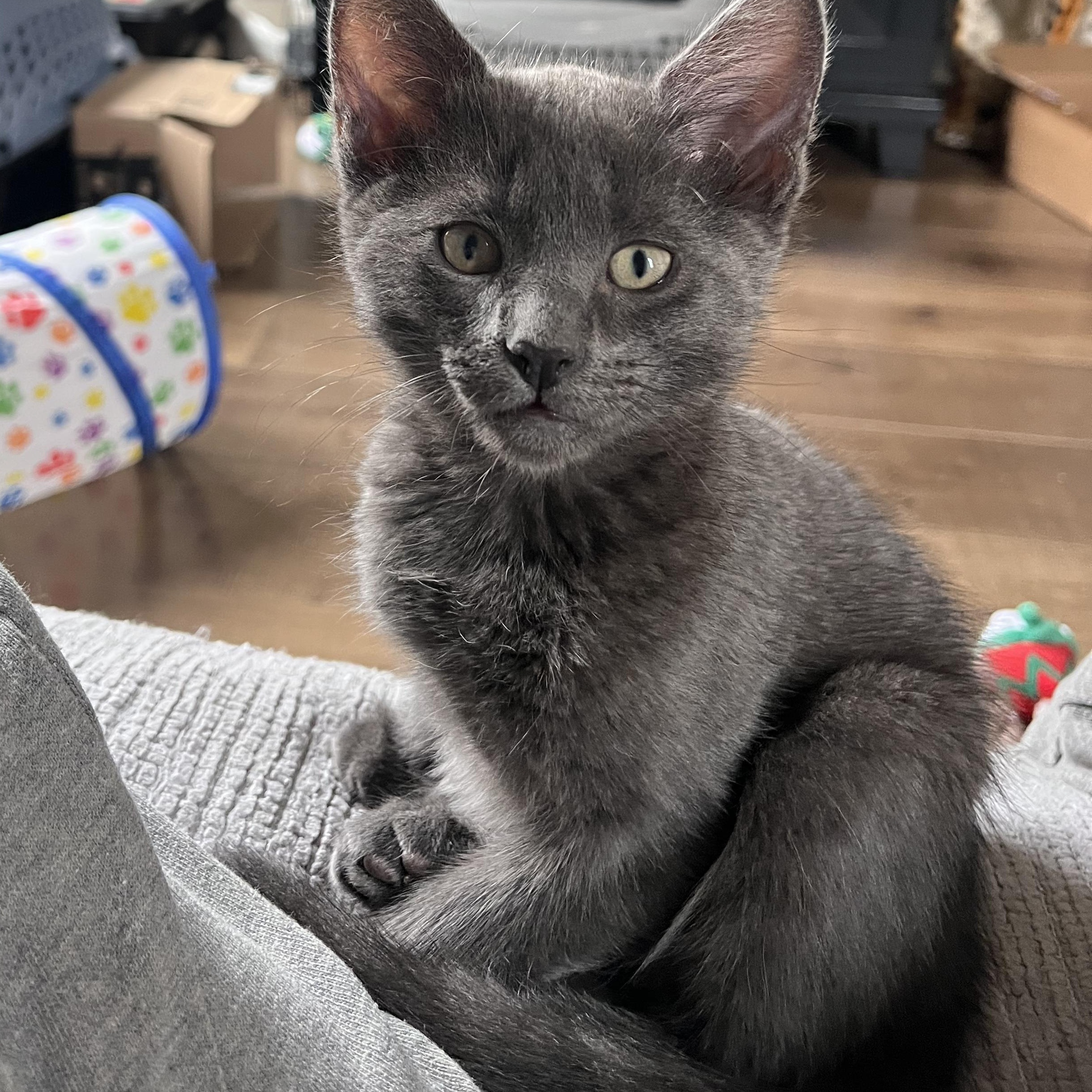 Enlarge Barley, a Adoptable Domestic Short Hair in Irvine, CA image 3/3
