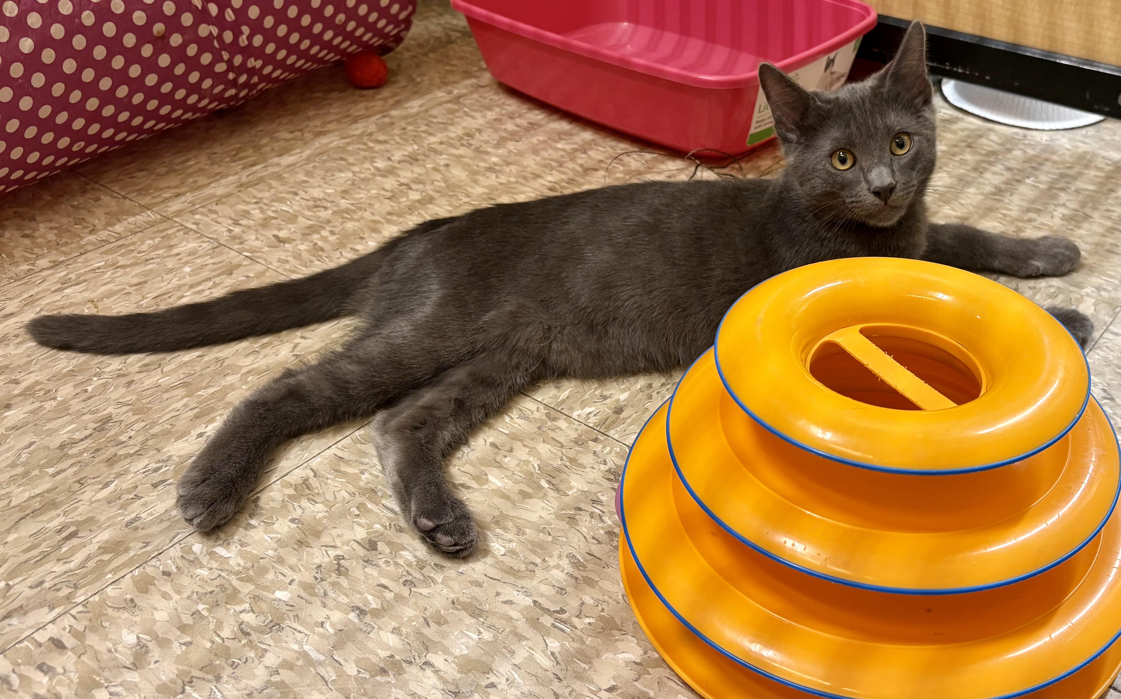 Barley, a Adoptable Domestic Short Hair in Irvine, CA image 4/5