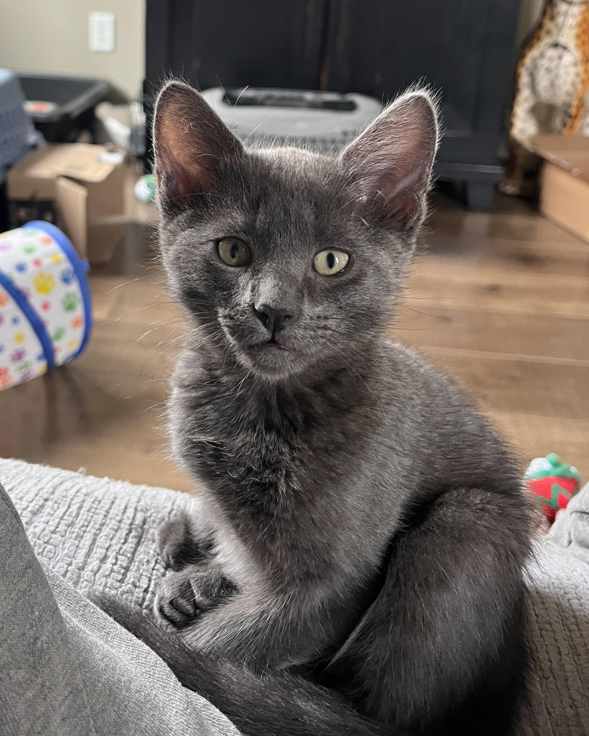 Enlarge Barley, a Adoptable Domestic Short Hair in Irvine, CA image 2/3