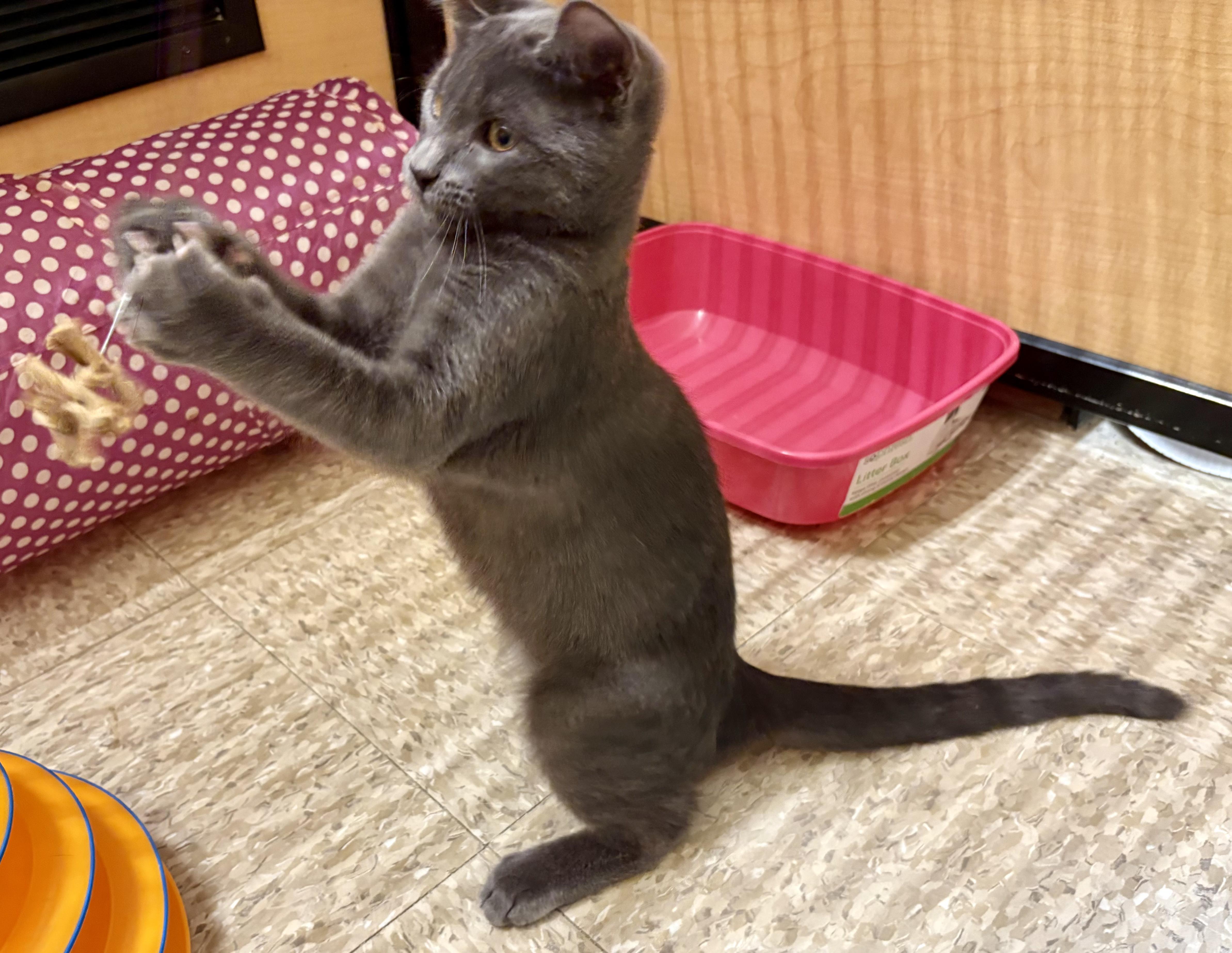 Barley, a Adoptable Domestic Short Hair in Irvine, CA image 5/5