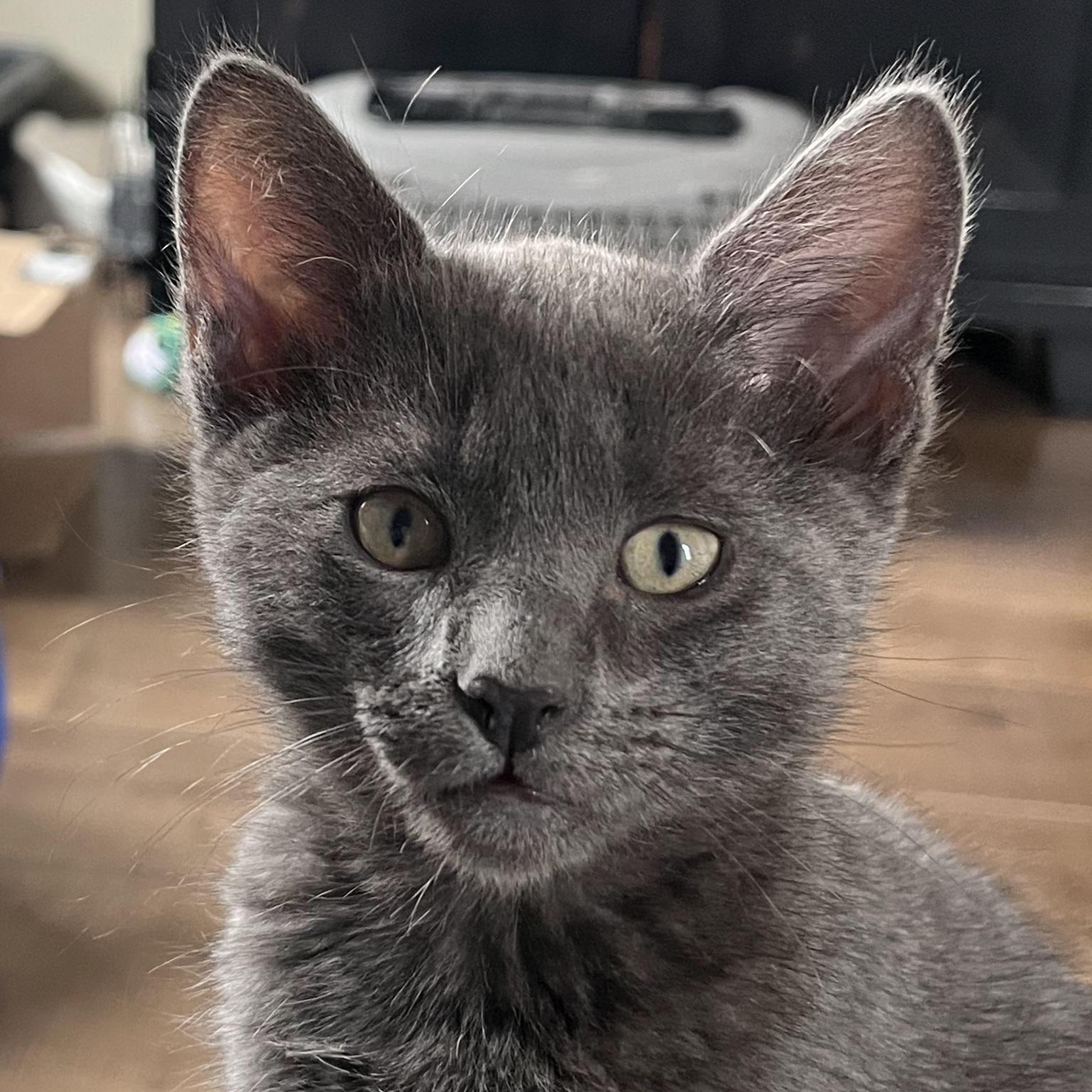 Enlarge Barley, a Adoptable Domestic Short Hair in Irvine, CA image 1/3