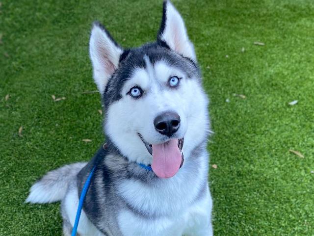 ALLEN, Adoptable, Adult Male Siberian Husky.