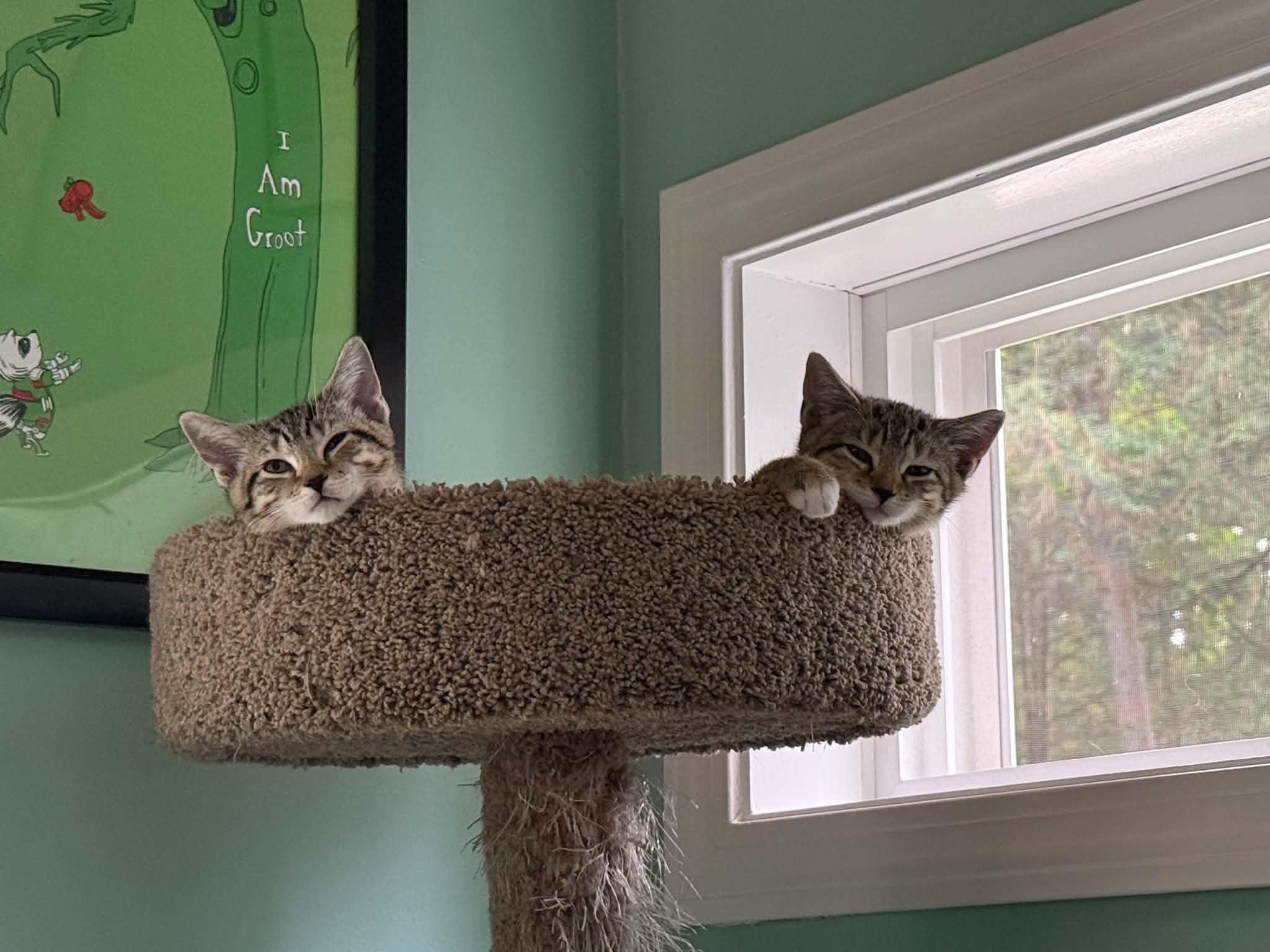 Velma & Scrappy, Adoptable, Kitten Female Domestic Short Hair.