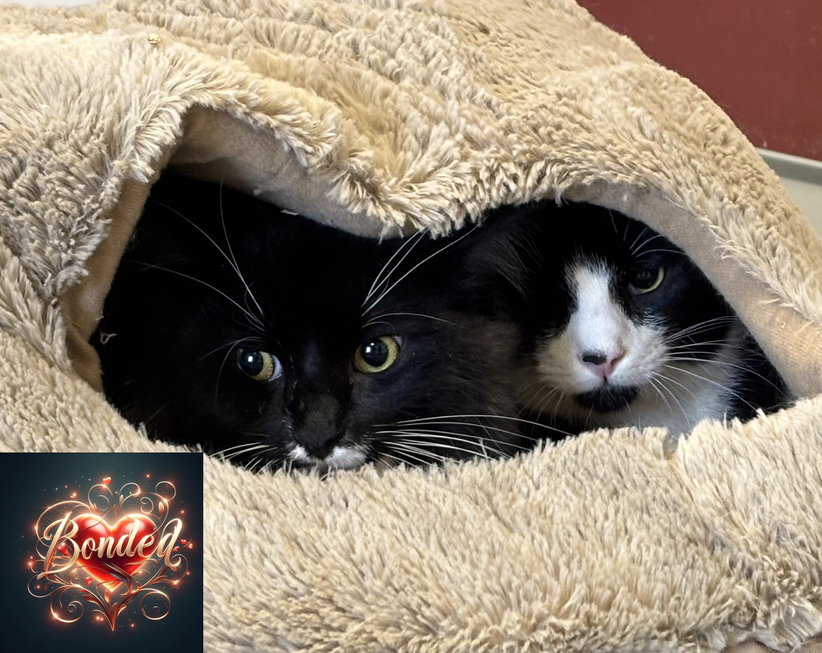 Enlarge Cooper (Available w/ bonded brother, Cecil), a Adoptable mixed breed in Terryville, CT image 1/6