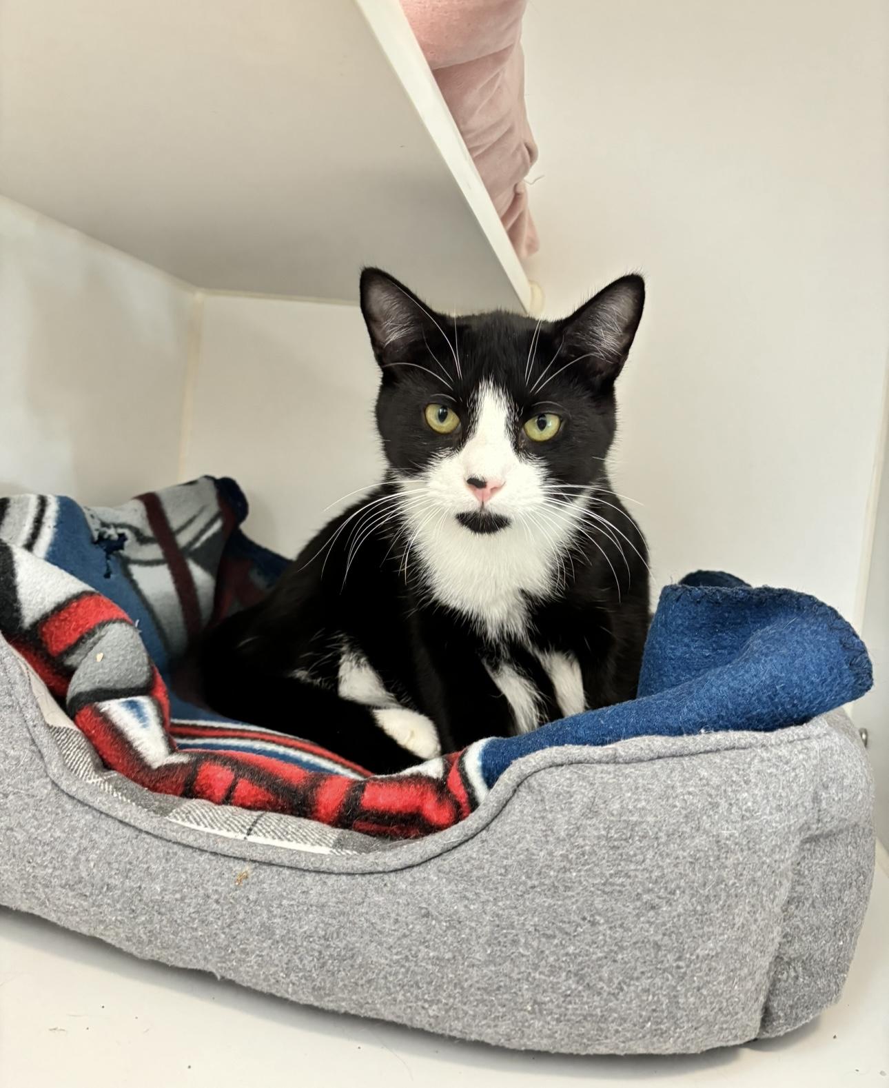 Enlarge Cooper (Available w/ bonded brother, Cecil), a Adoptable mixed breed in Terryville, CT image 2/6