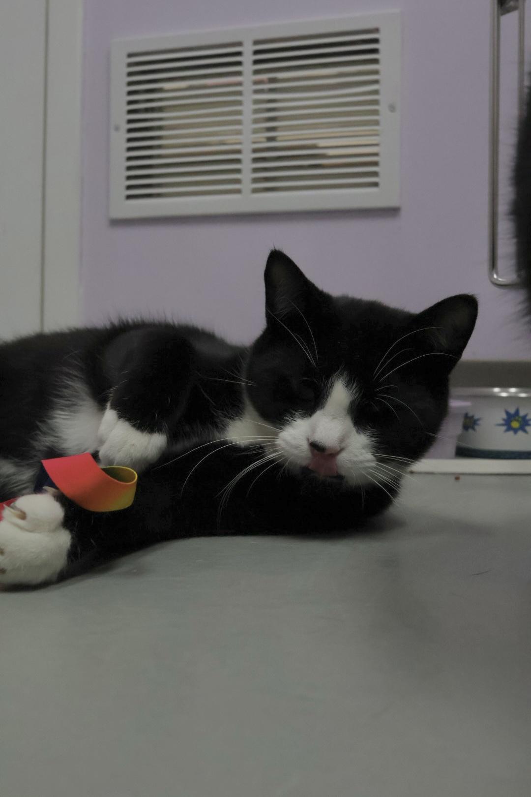 Enlarge Cooper (Available w/ bonded brother, Cecil), a Adoptable mixed breed in Terryville, CT image 5/6