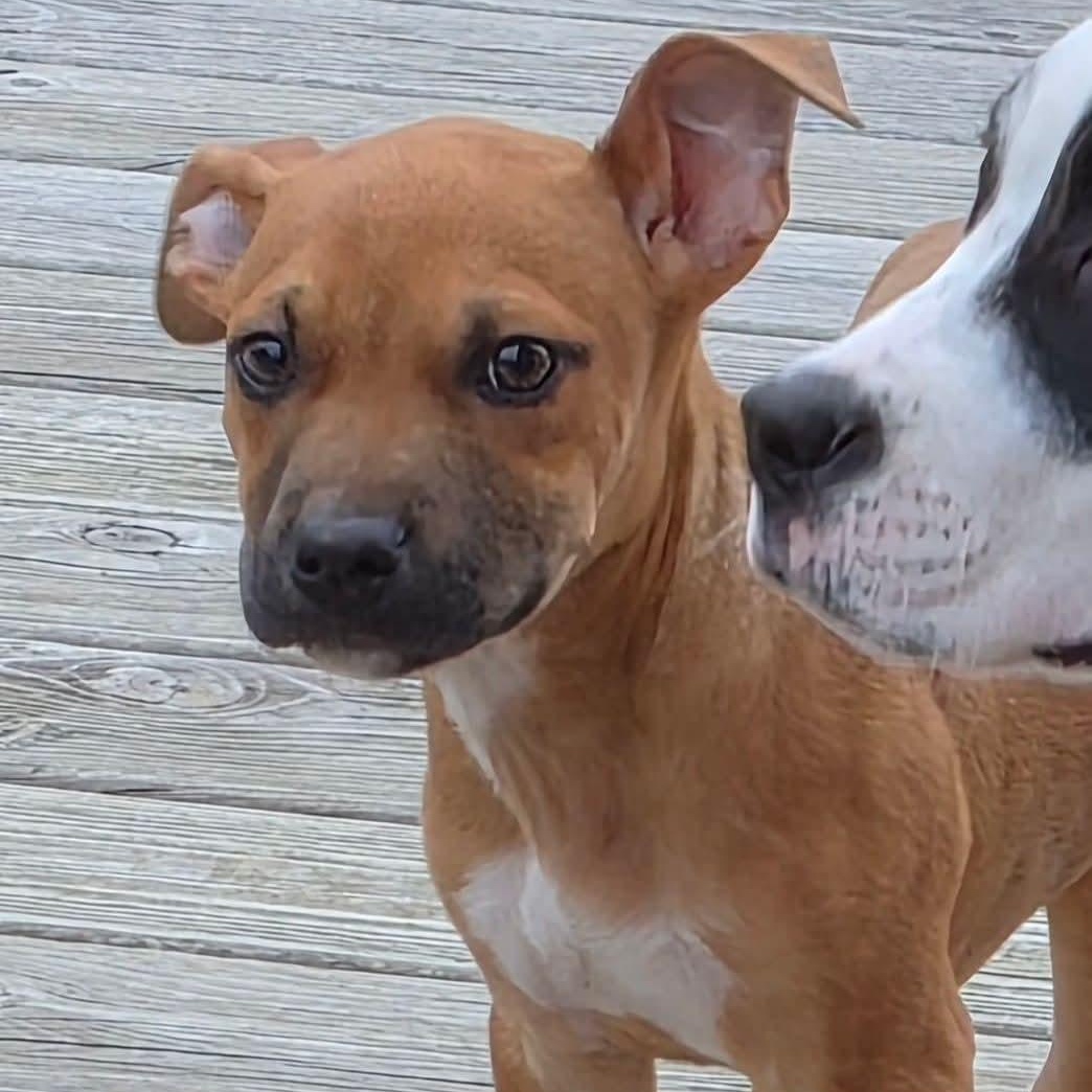 Enlarge Oliver, an adopted mixed breed in Kentwood, MI image 5/6