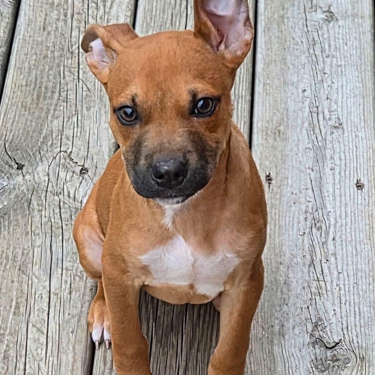 Enlarge Oliver, an adopted mixed breed in Kentwood, MI image 6/6