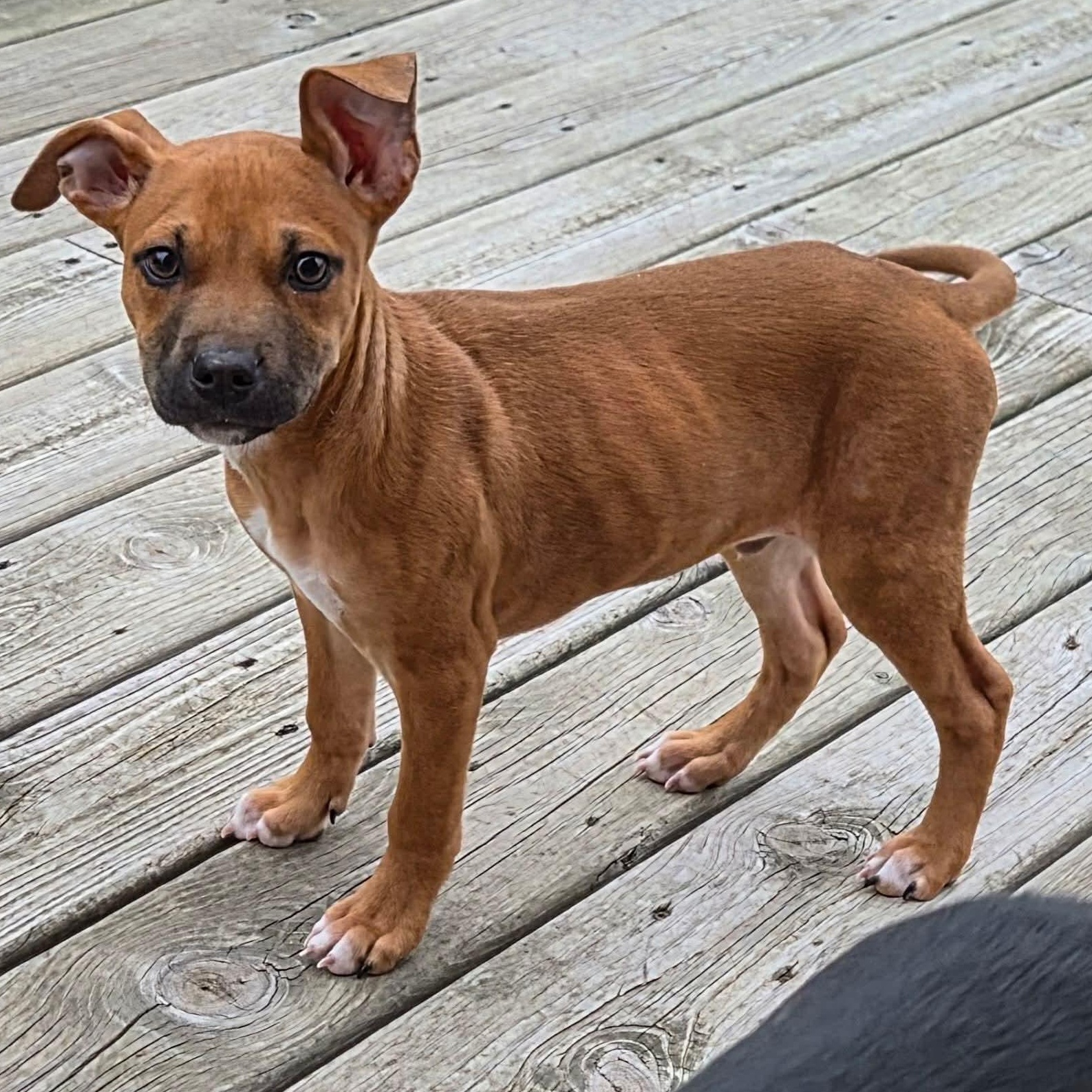 Enlarge Oliver, an adopted mixed breed in Kentwood, MI image 3/6